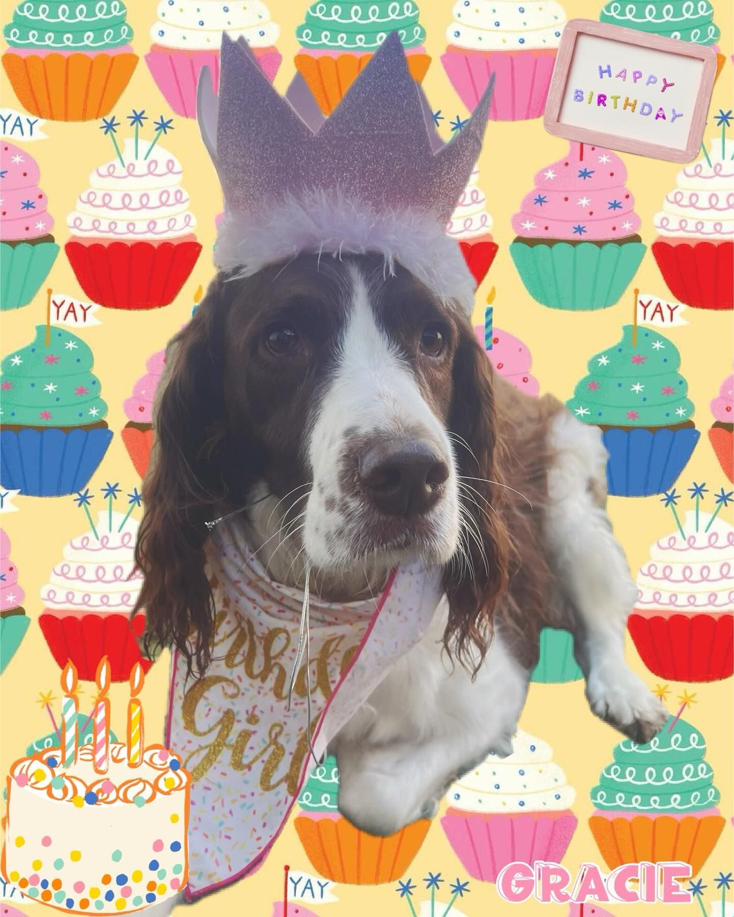 A brown and white dog wearing a crown and a sash that says fashion girl