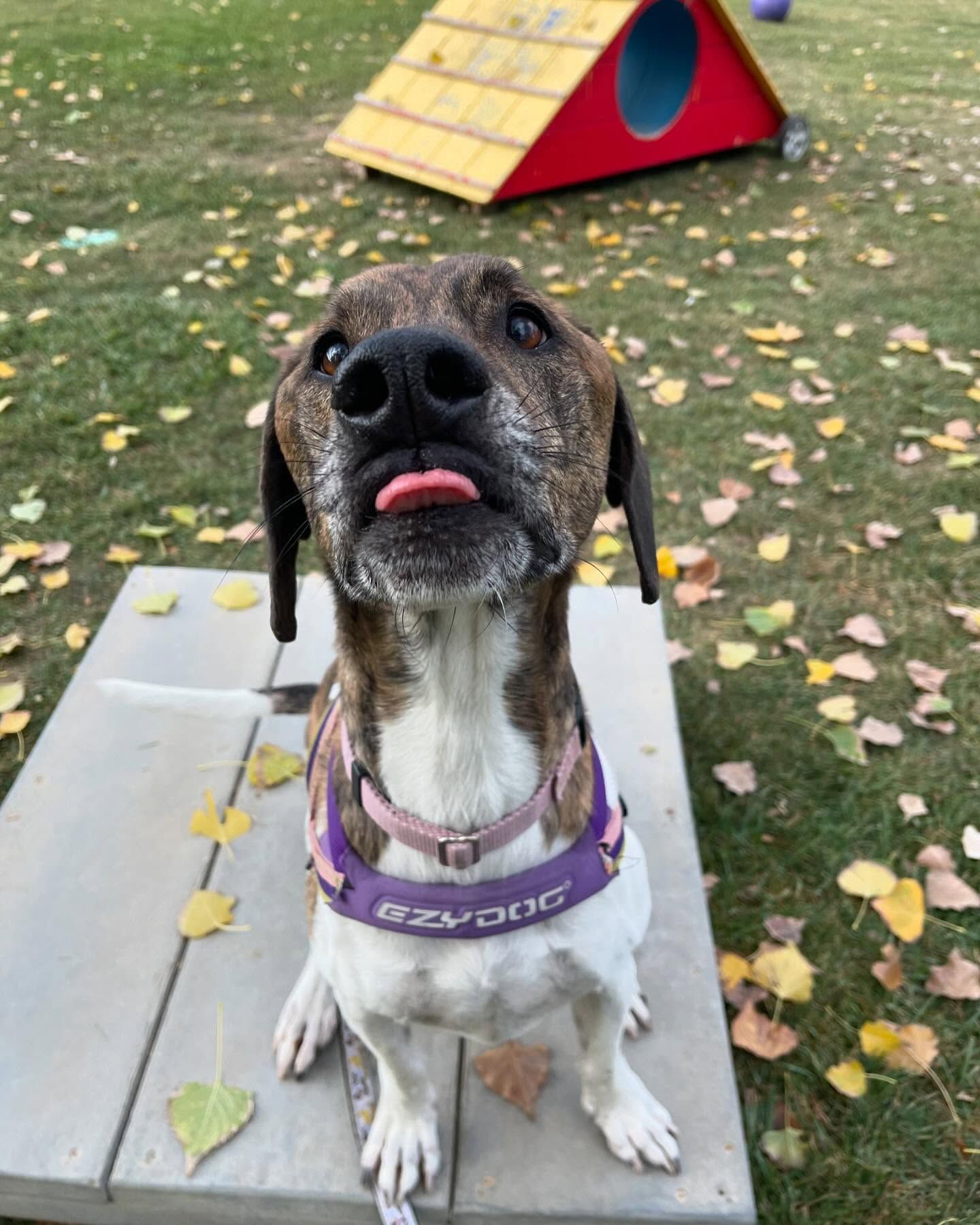 A brown and white dog wearing a purple collar is sitting on a picnic table