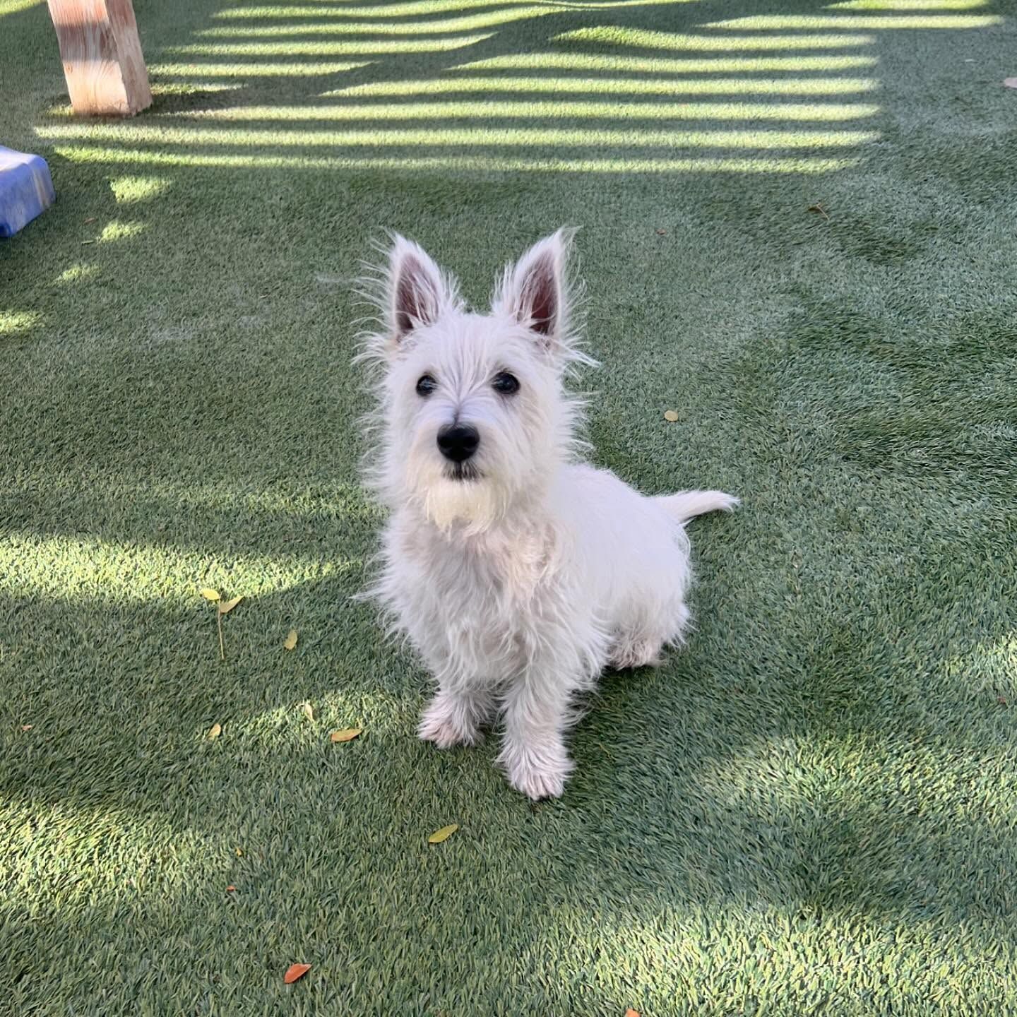 A small white dog is sitting on top of a lush green field
