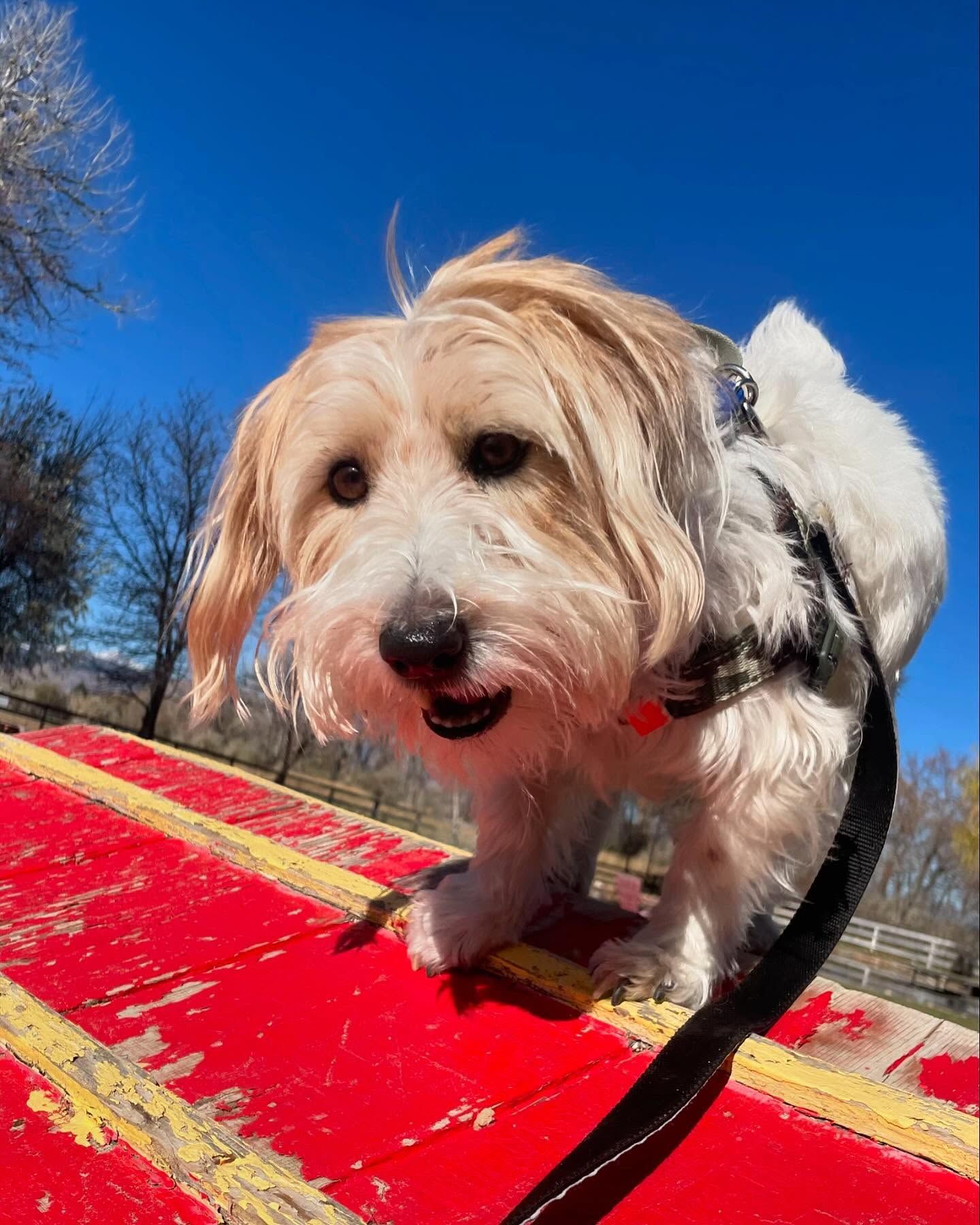 A small dog on a leash is standing on a red surface