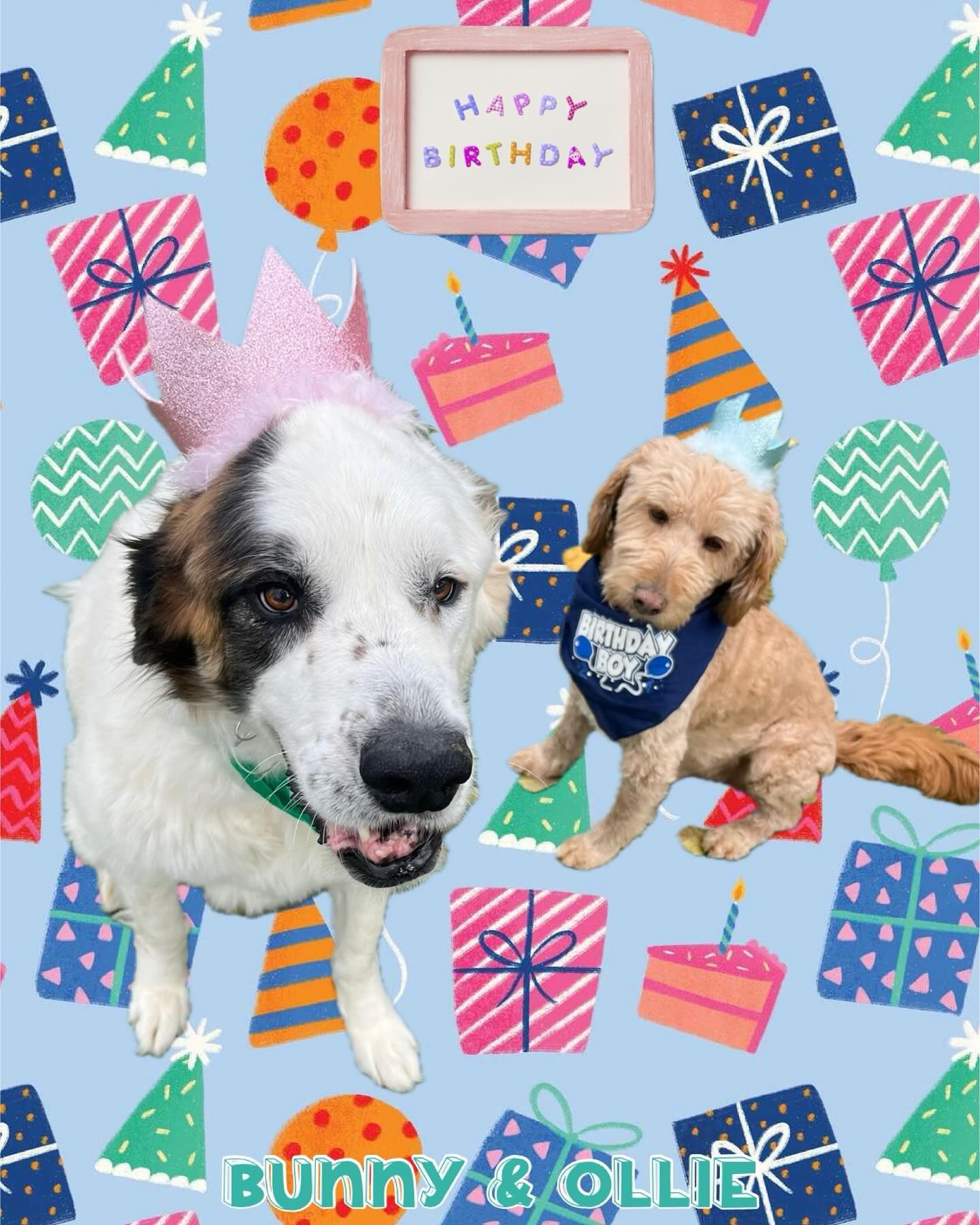 Two dogs wearing party hats