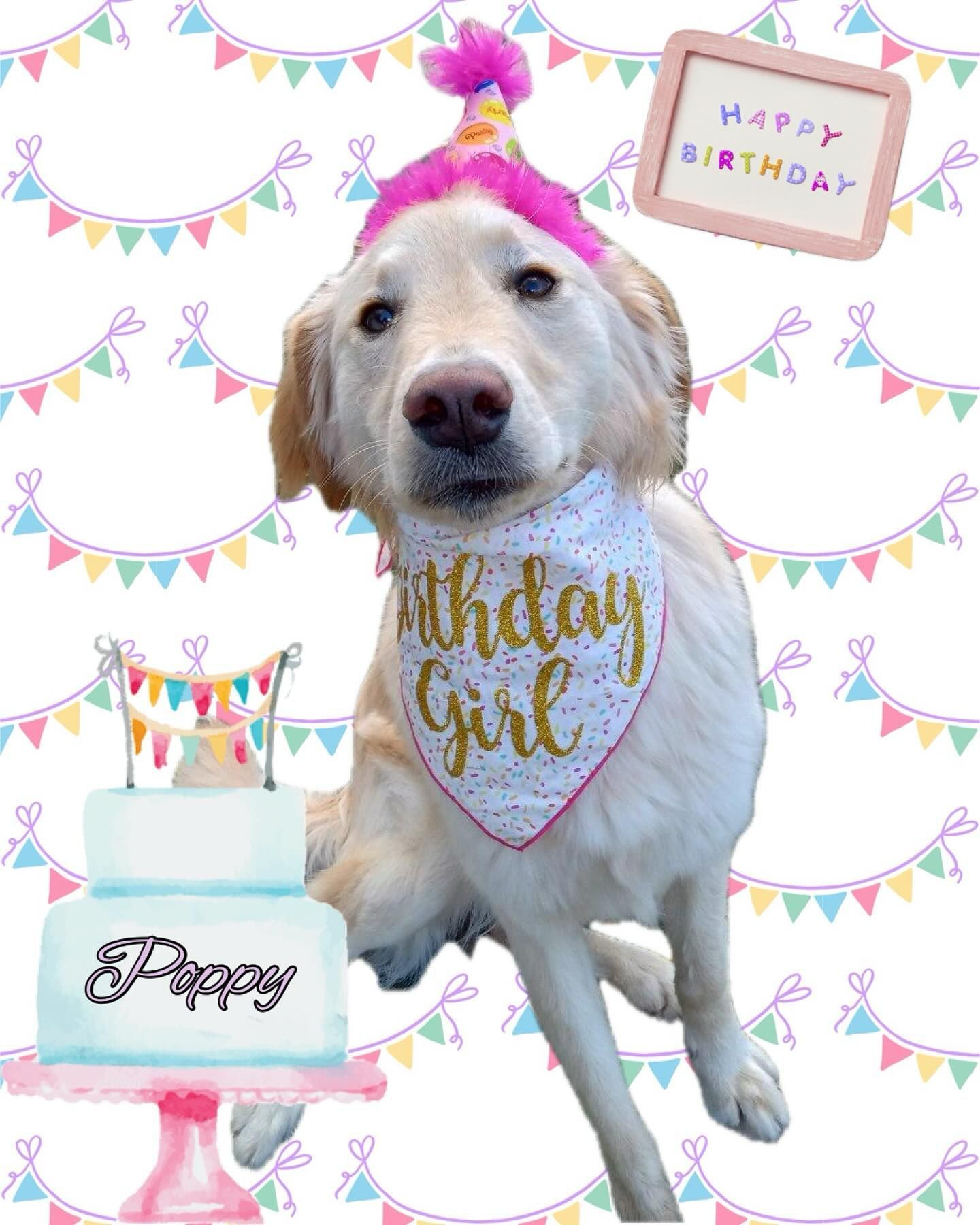 A dog wearing a birthday hat and bandana is standing next to a birthday cake