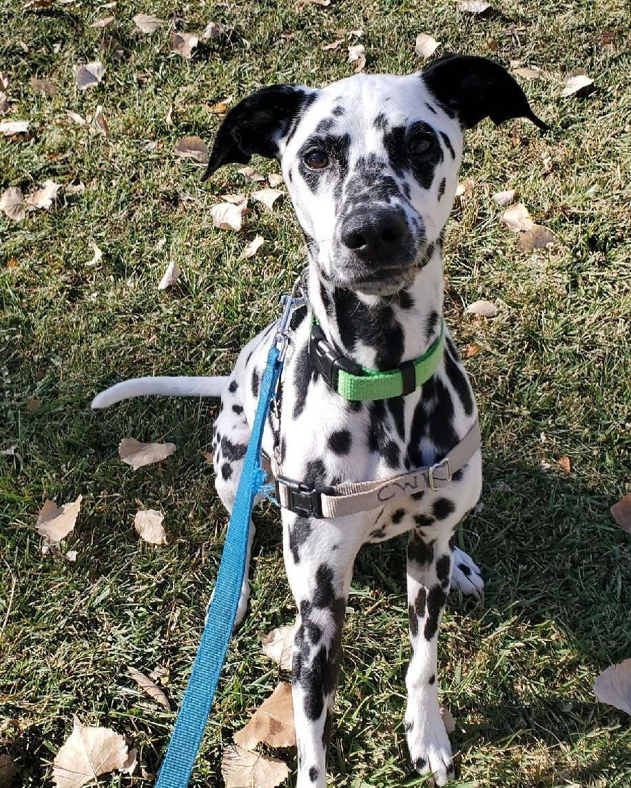 A Dalmatian dog is standing on the grass