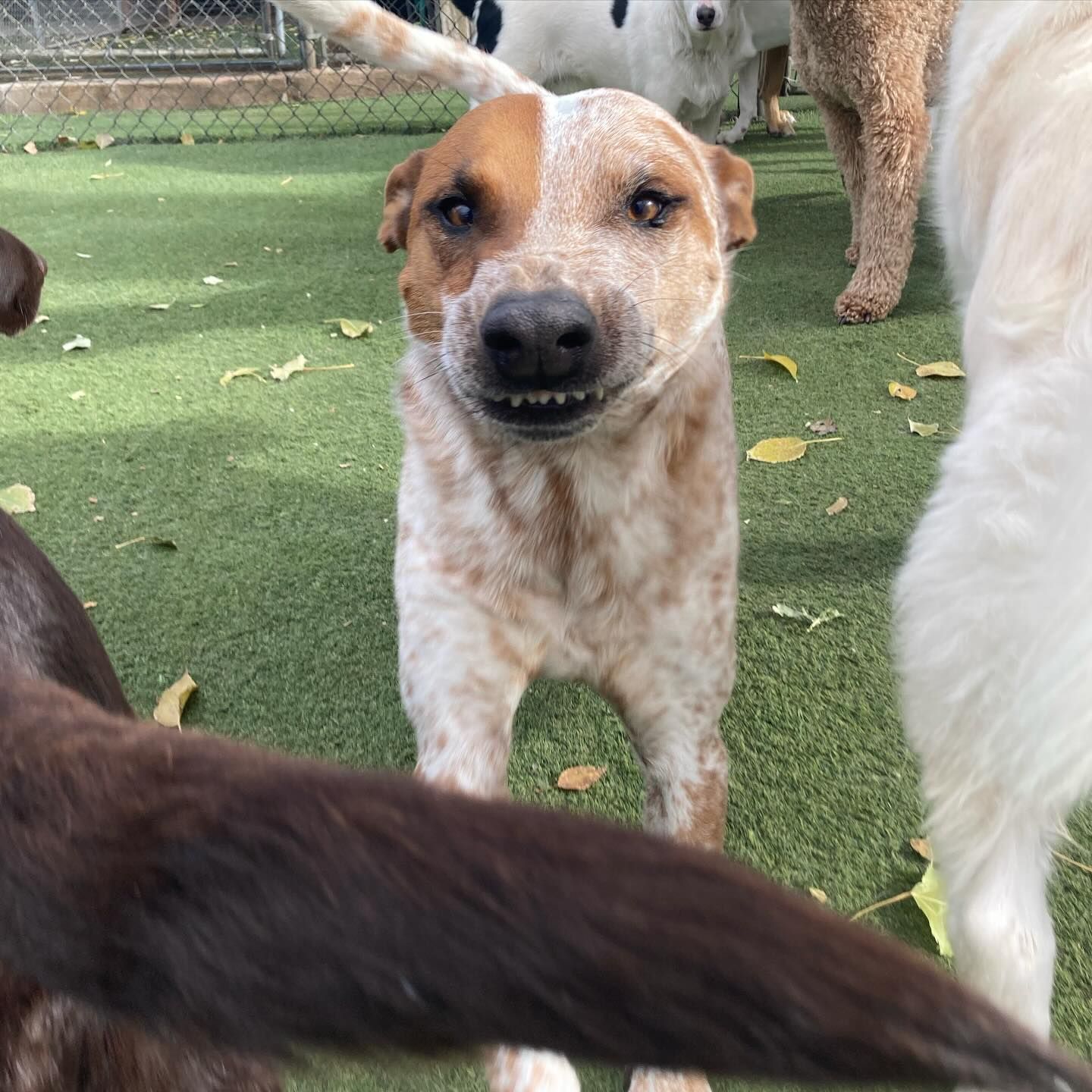 A brown and white dog standing on a grassy area with other dogs