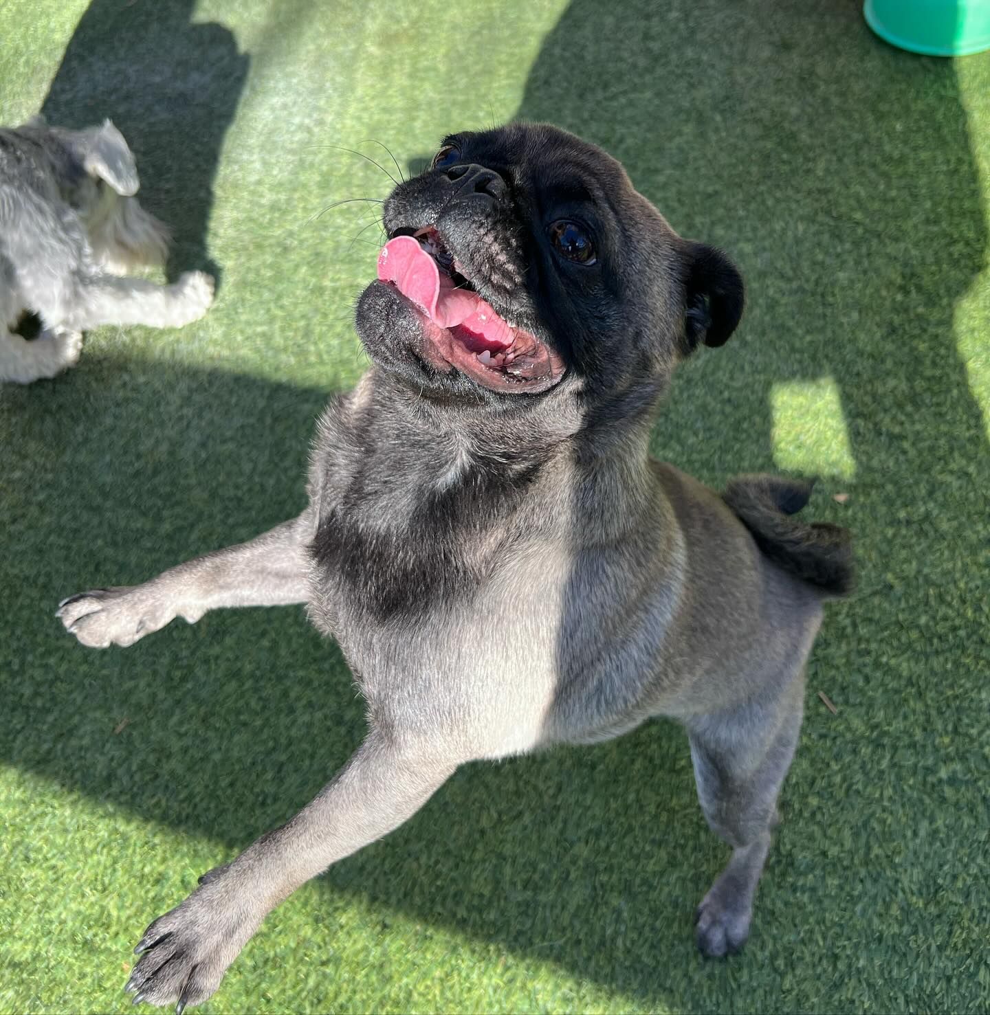 A pug dog is standing on its hind legs with its tongue hanging out