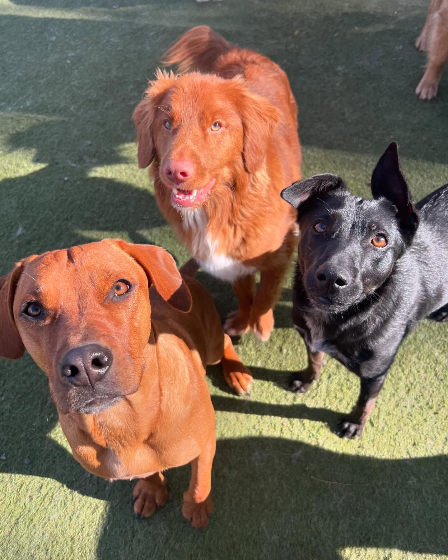 Three dogs are standing next to each other and looking up at the camera