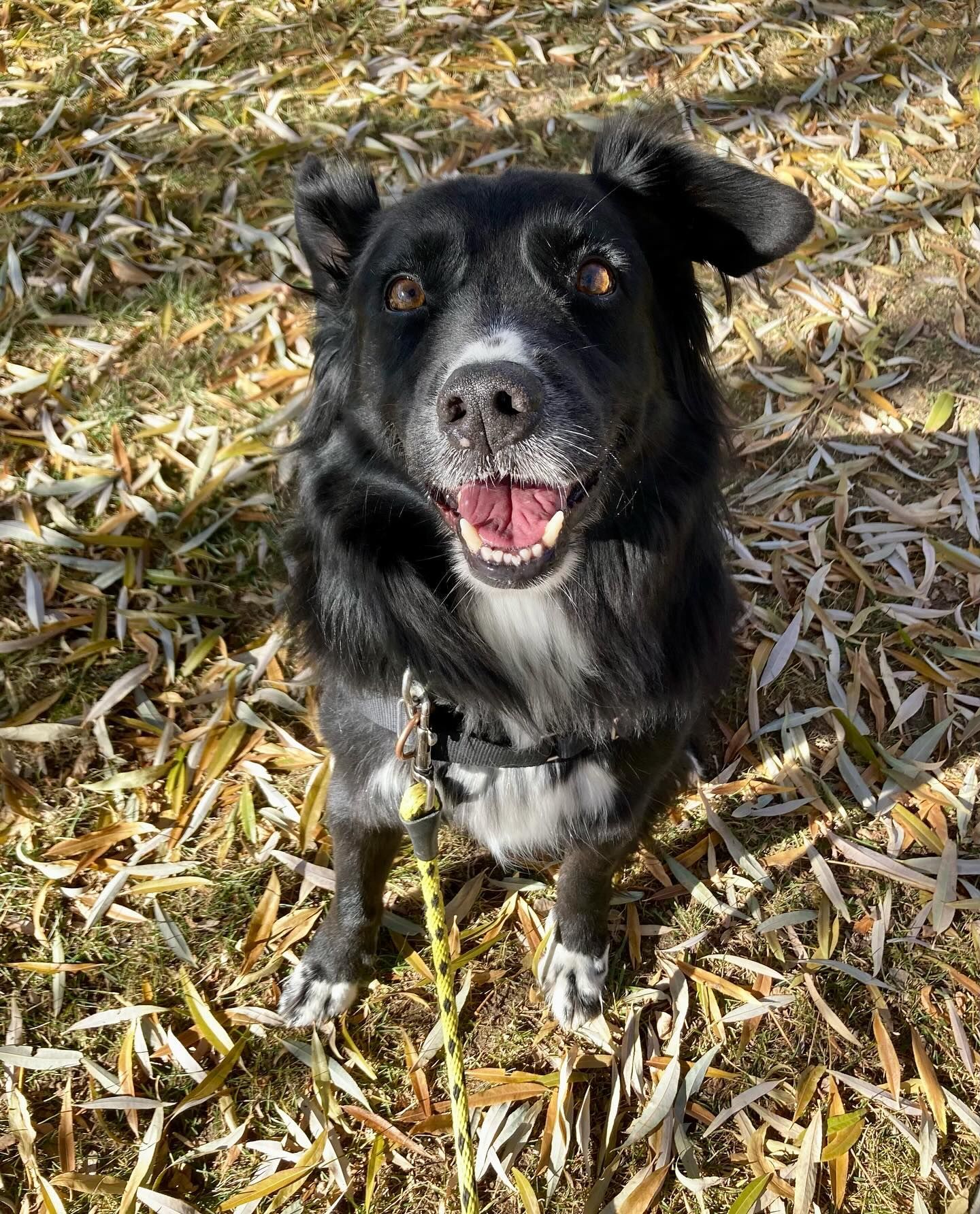 A black and white dog is standing on top of a pile of leaves