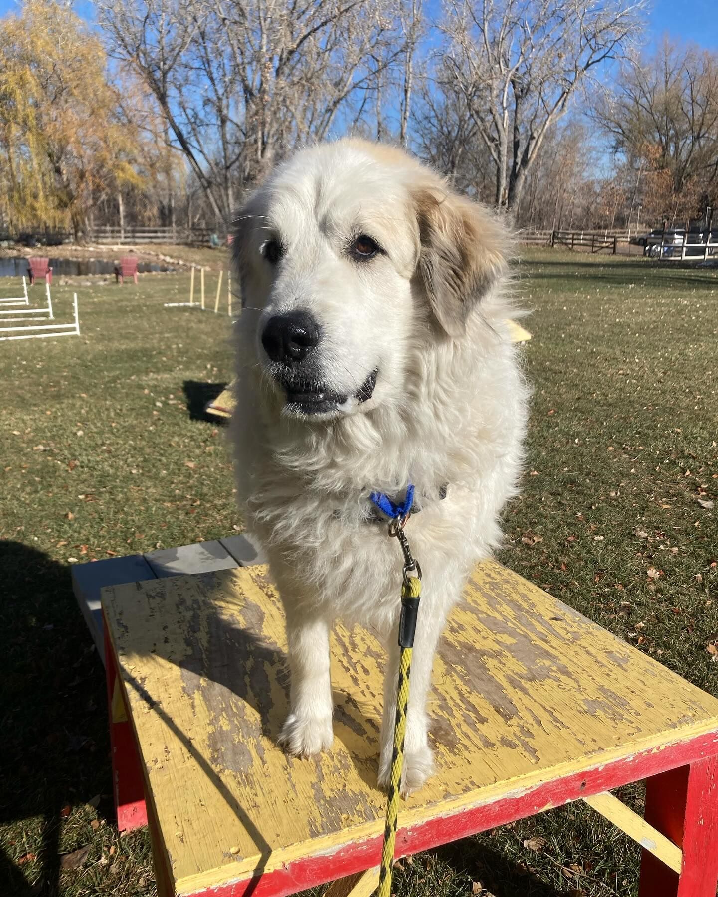 A white dog is standing on a yellow and red table