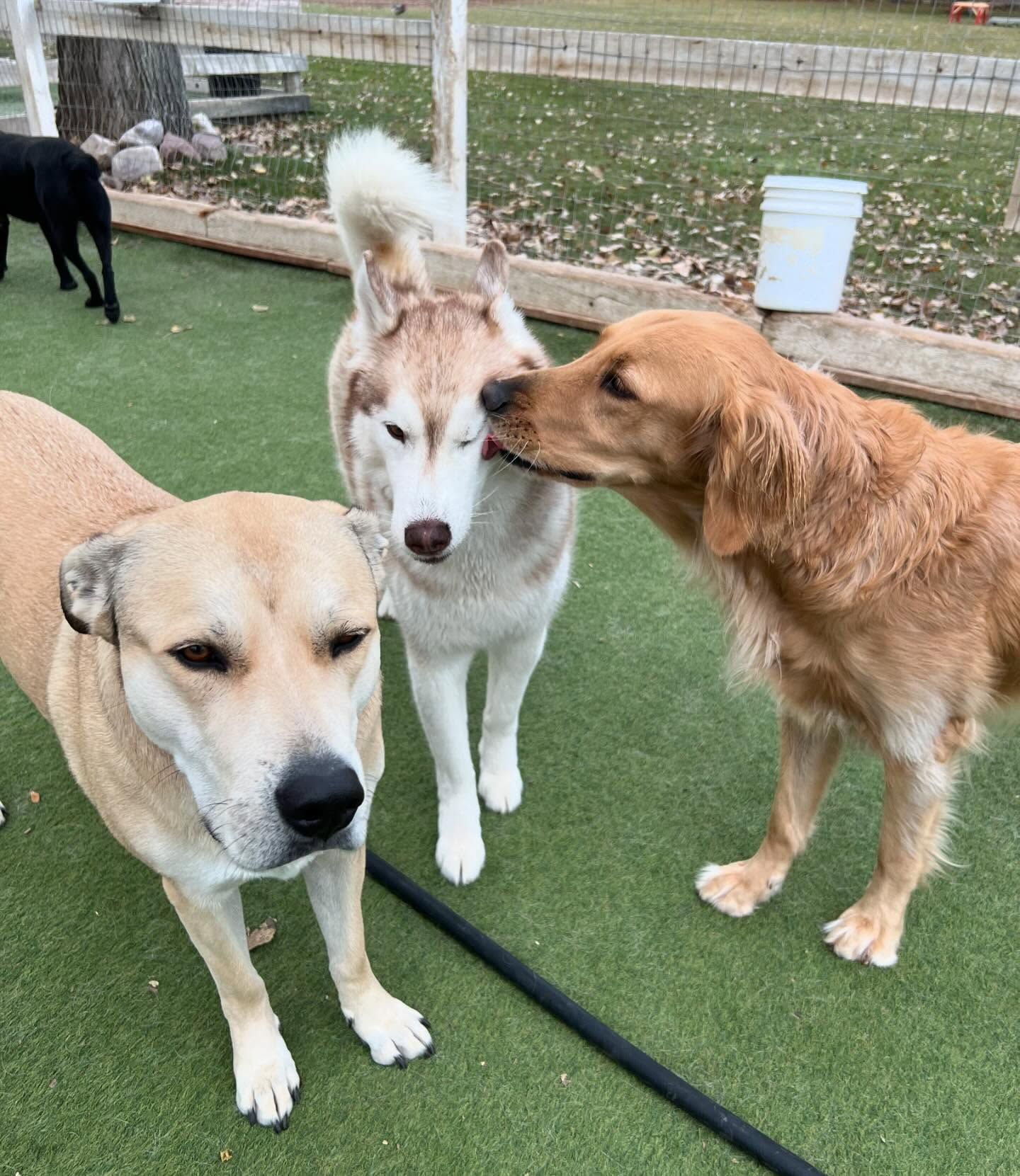 Three dogs are standing next to each other on a lush green field