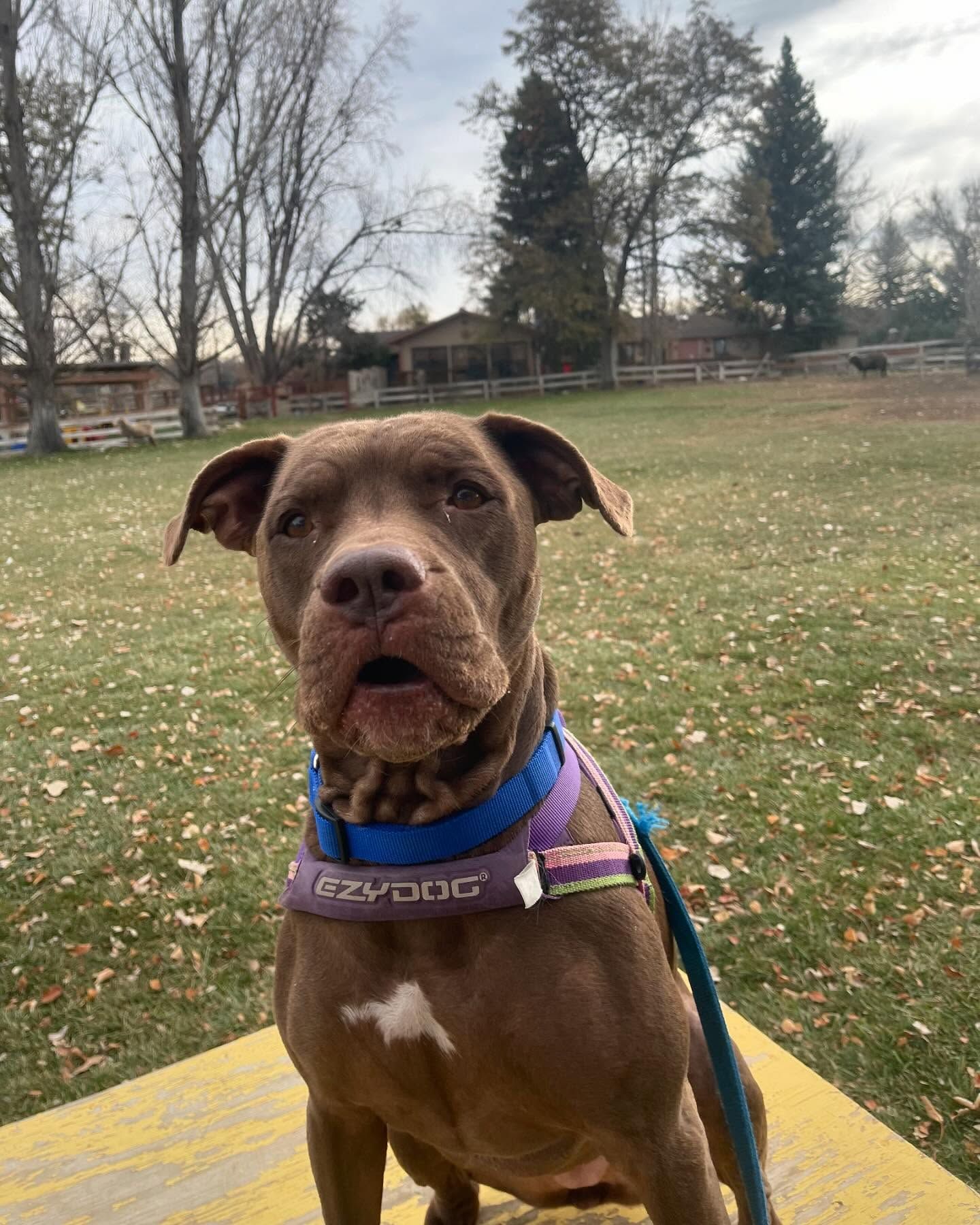 A brown dog is sitting on a yellow table