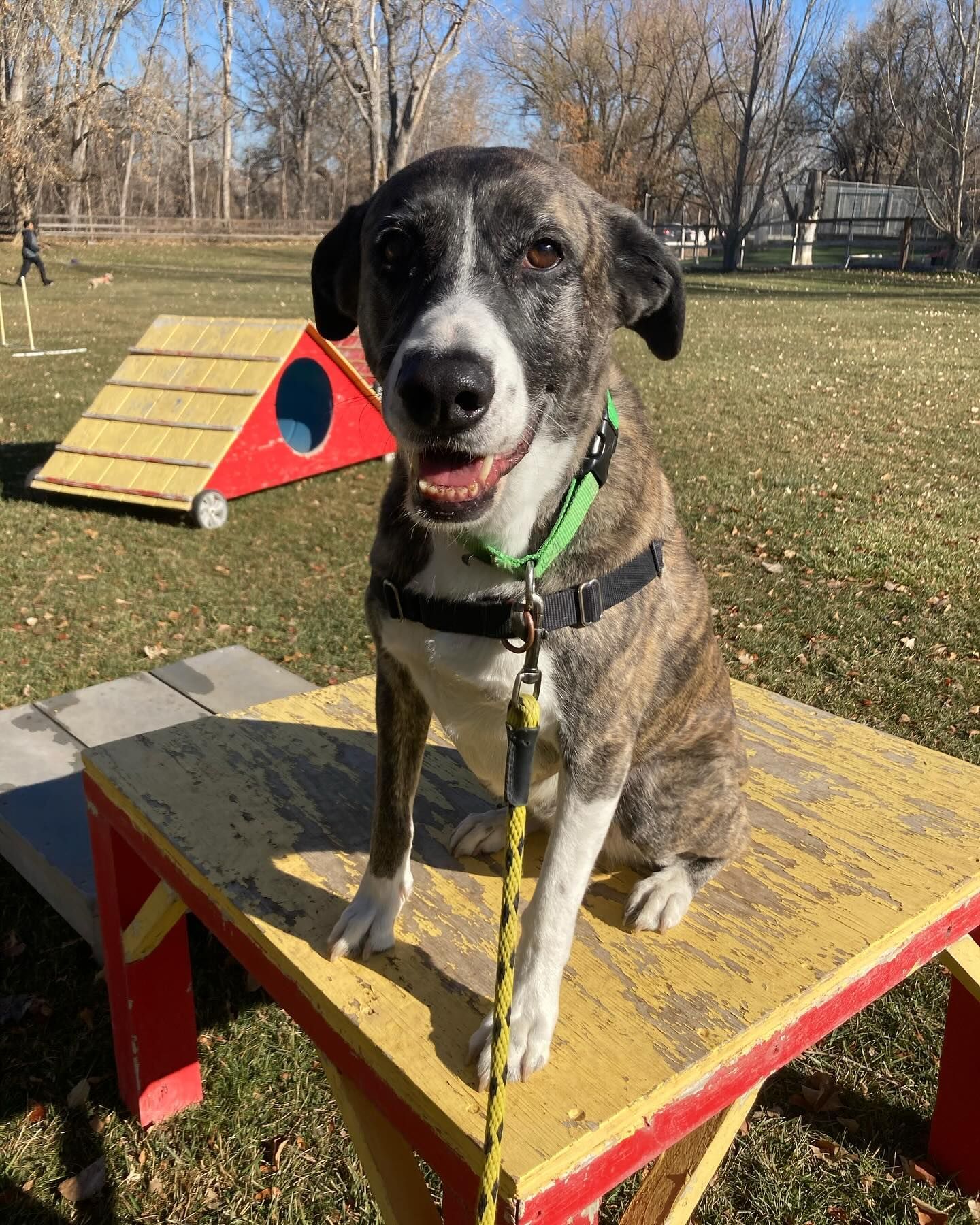 A dog is sitting on a yellow table in a park