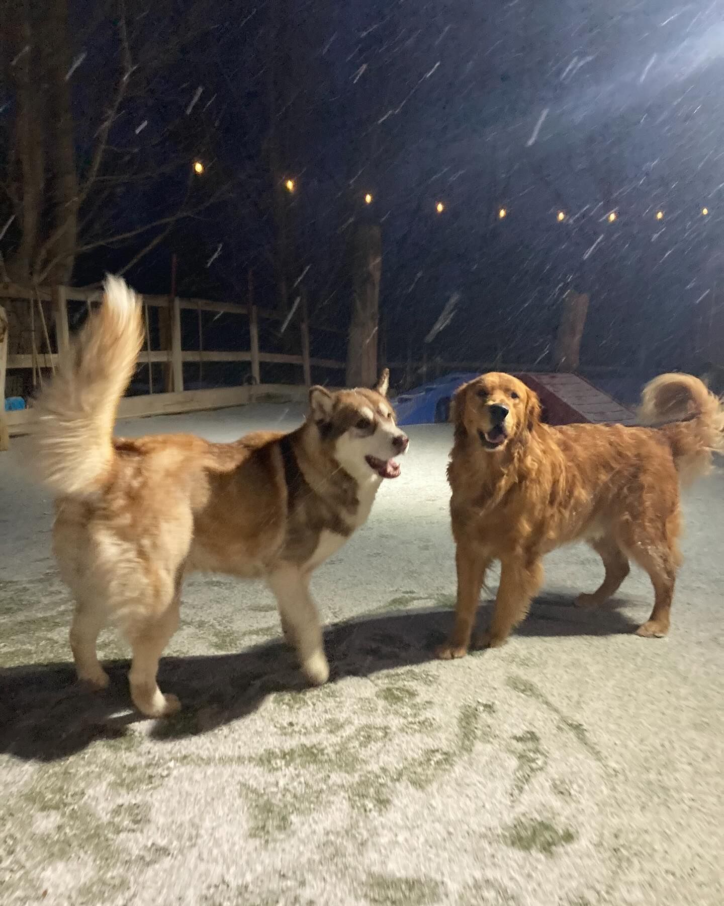 Two dogs are standing next to each other in the snow at night