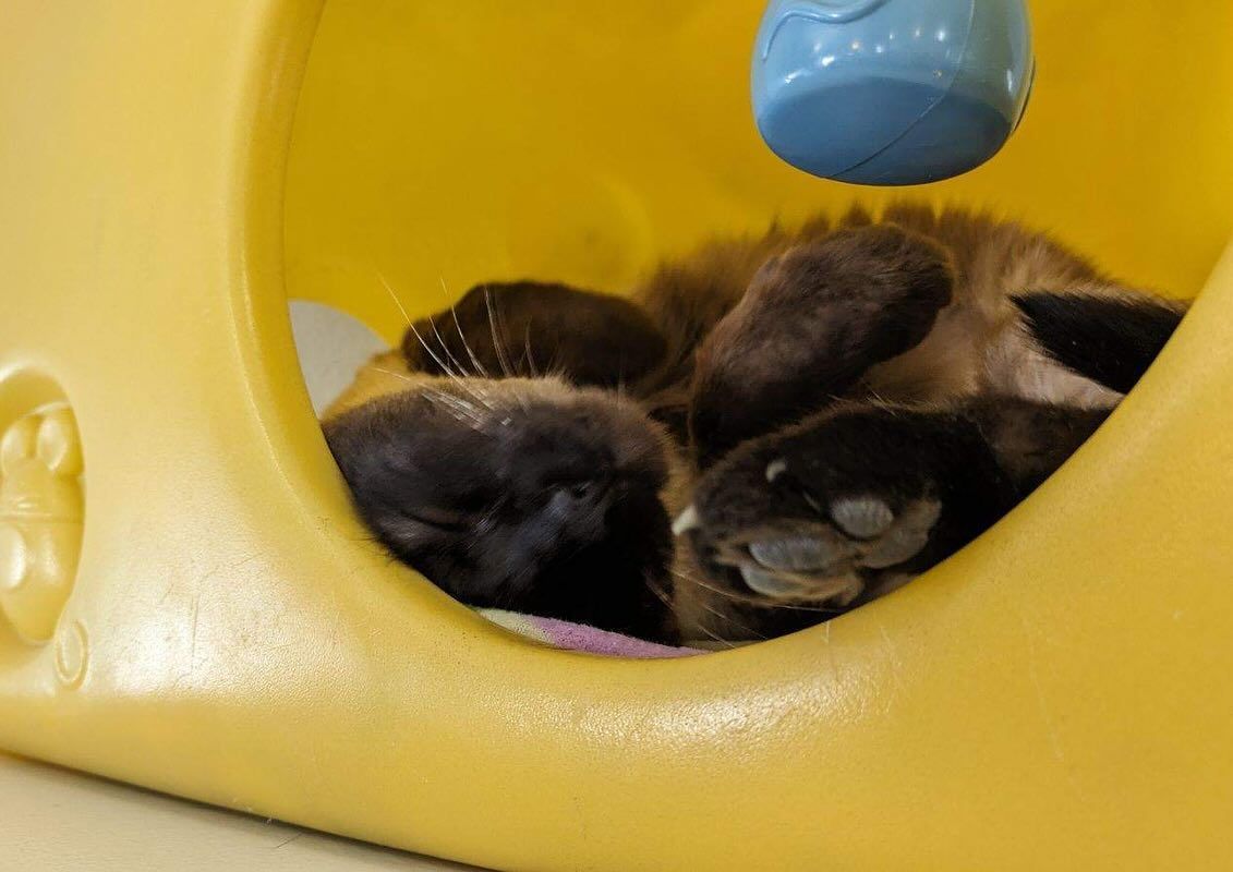 A cat is sleeping in a yellow plastic container