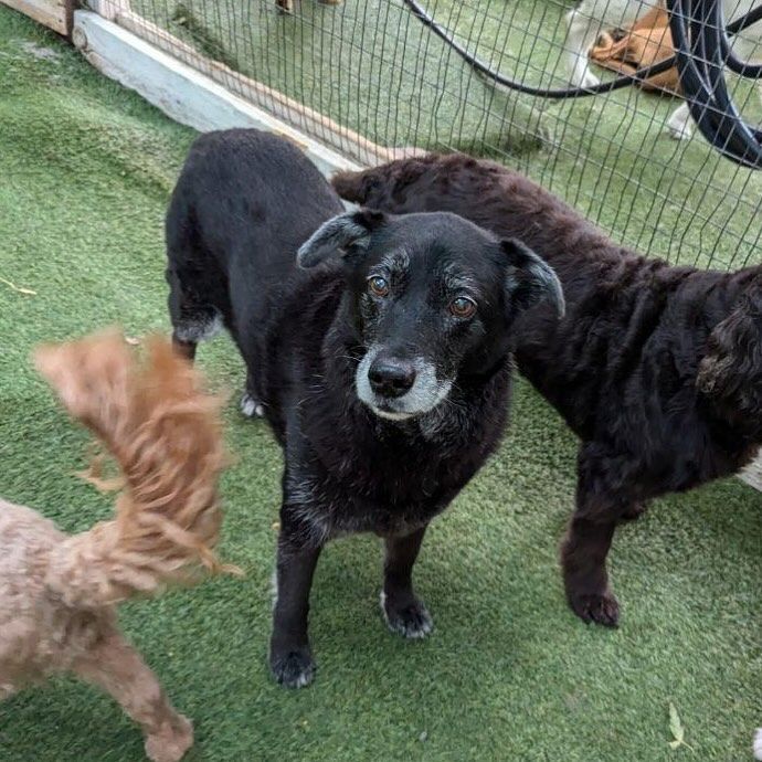 A group of dogs are standing on top of a lush green field
