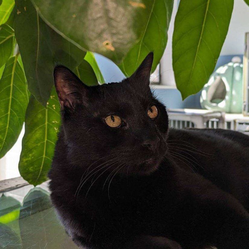 A black cat is laying on a glass table in front of a plant