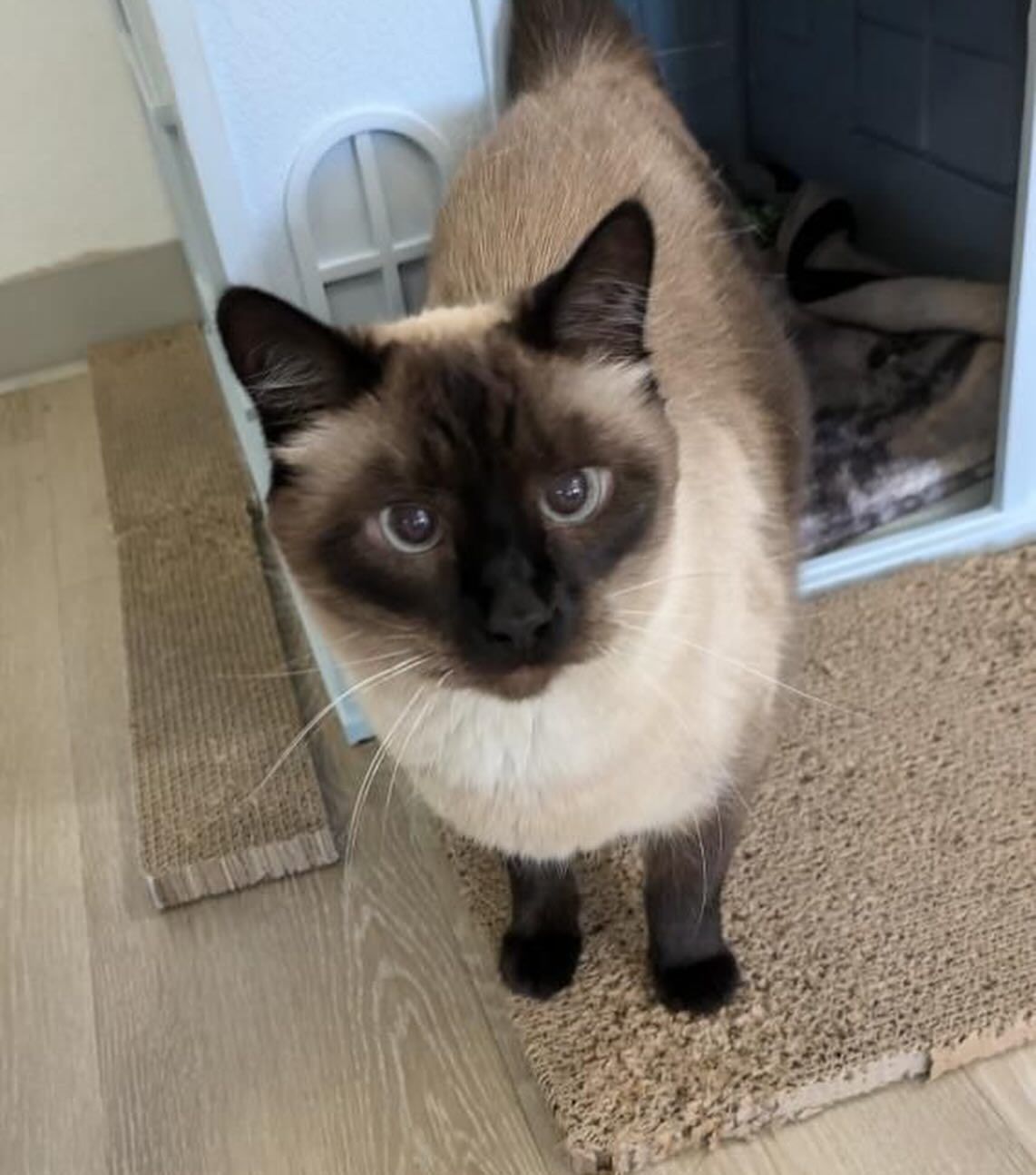 A Siamese cat is standing in front of a dog house