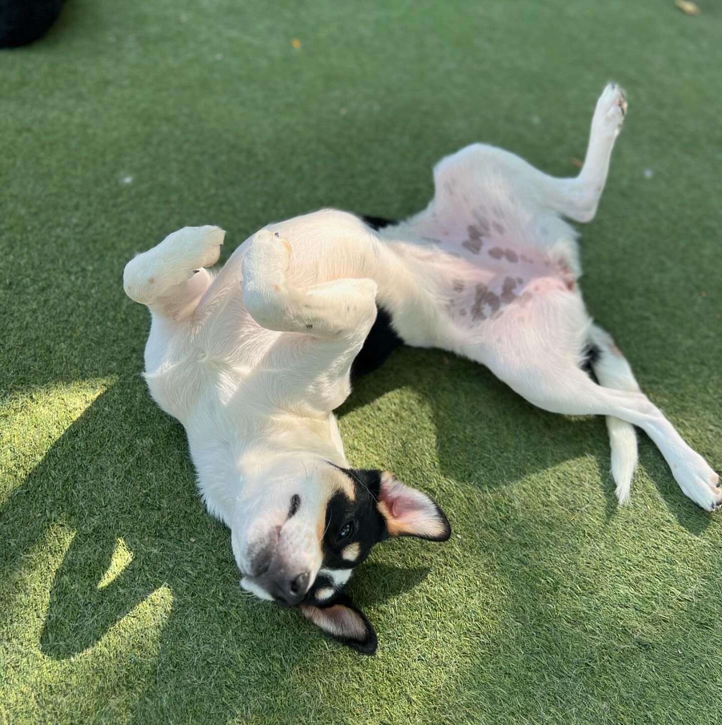 A black and white dog is laying on its back on the grass
