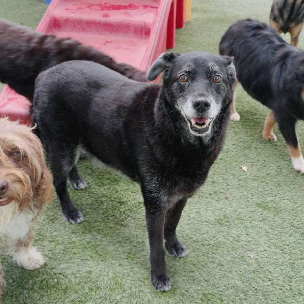 A group of dogs are standing on top of a lush green field