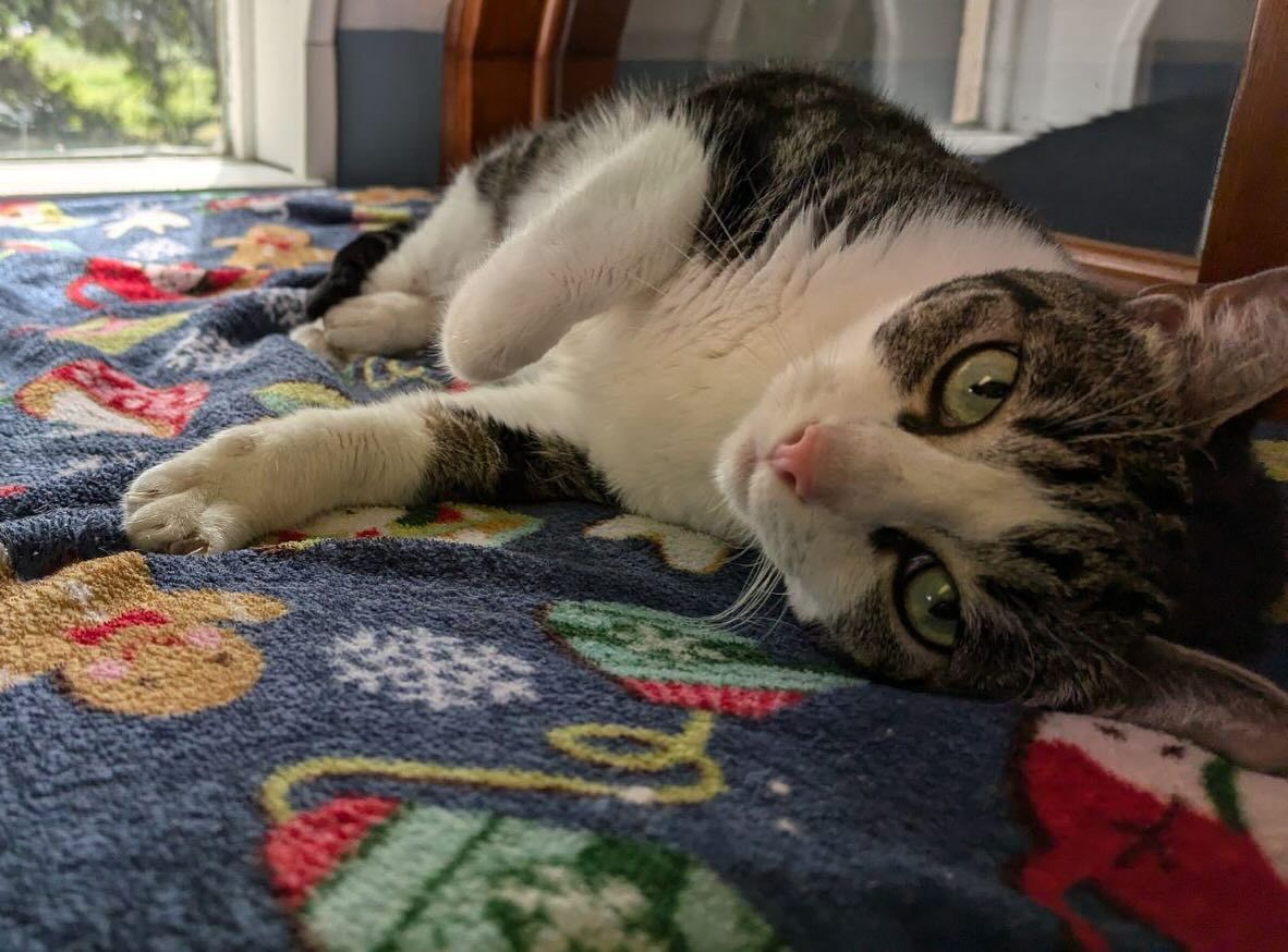 A cat is laying on a blanket on the floor