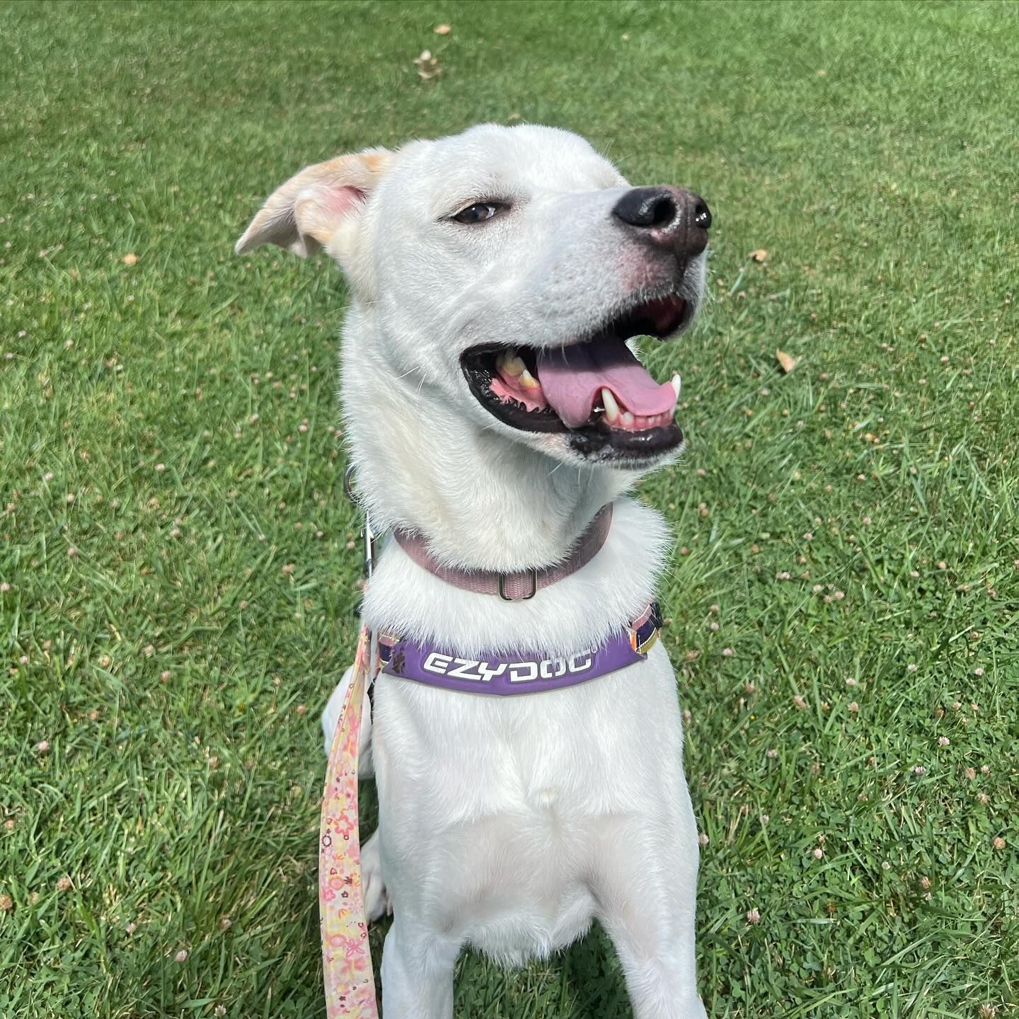 A white dog wearing a purple collar is standing on the grass