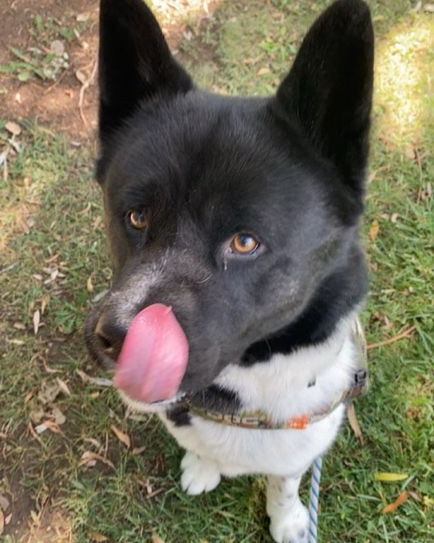A black and white dog sticking its tongue out