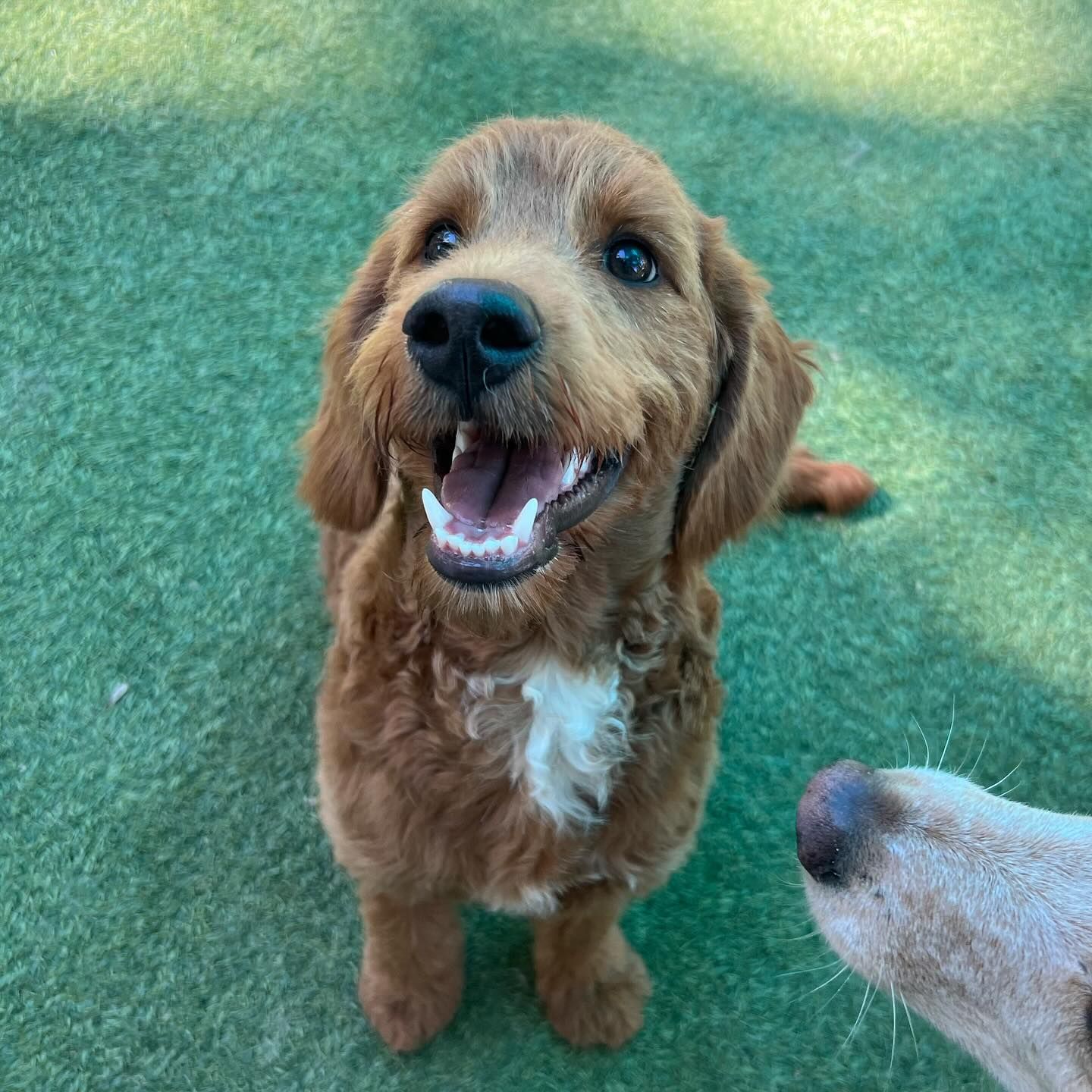 A brown dog and a white dog are looking up at the camera