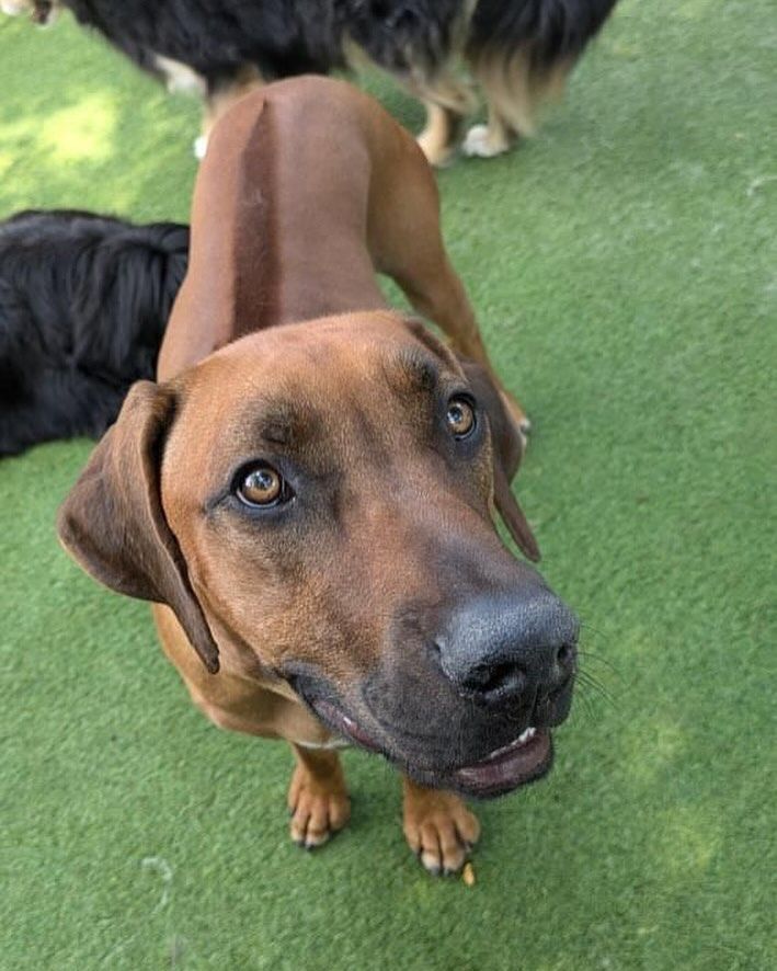 A brown dog is standing on a lush green field and looking up