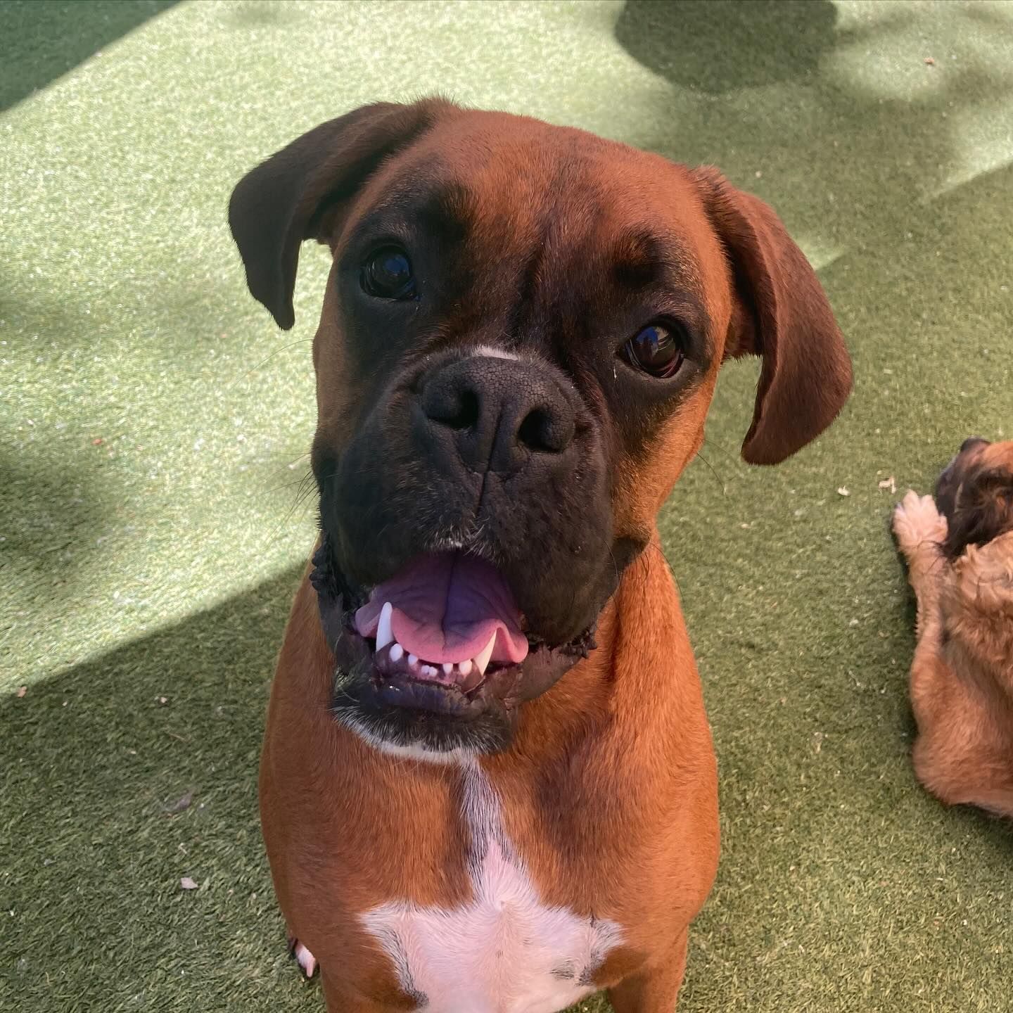 A brown boxer dog is sitting on the grass and looking at the camera