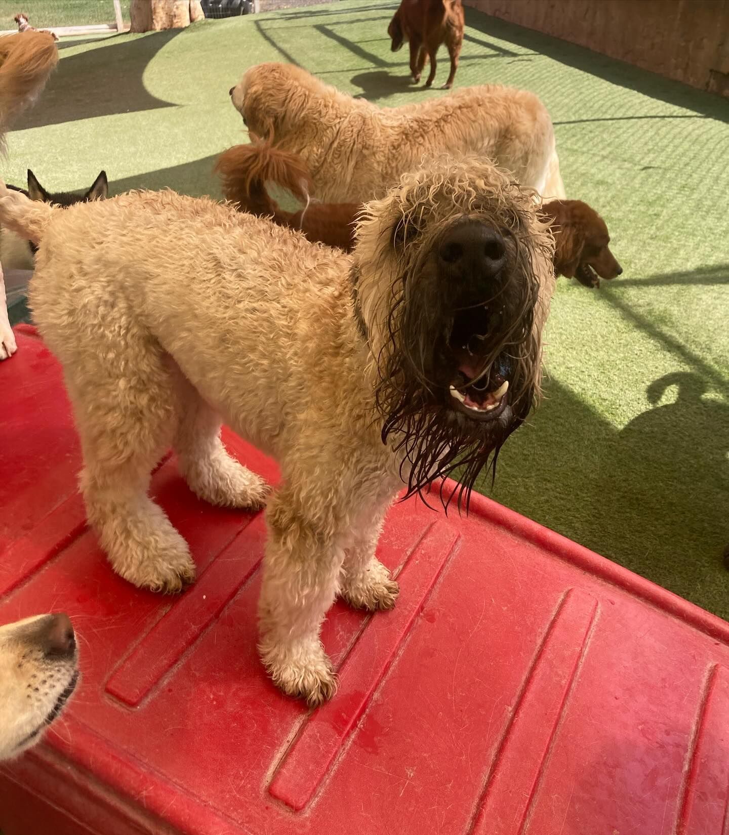 A dog with a beard is standing on a red surface