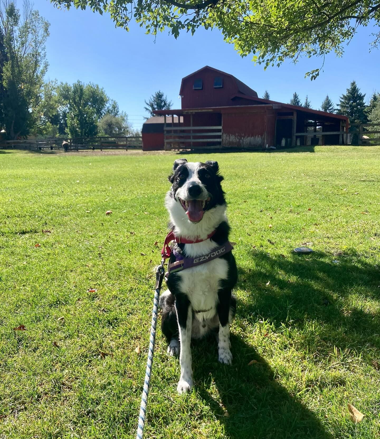 A black and white dog on a grassy field