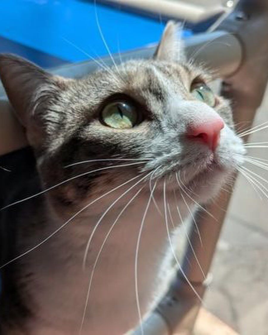 A close up of a cat looking up