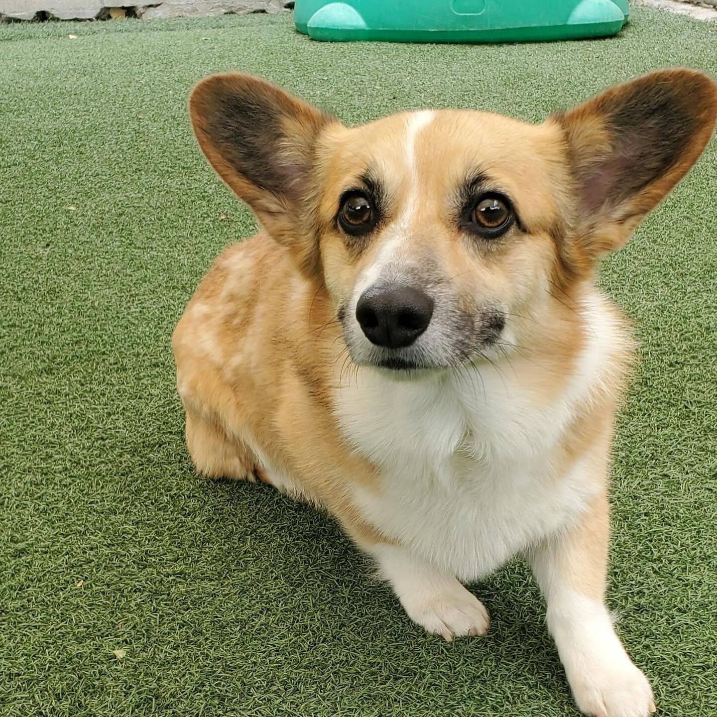 A brown and white dog is sitting on the grass and looking at the camera