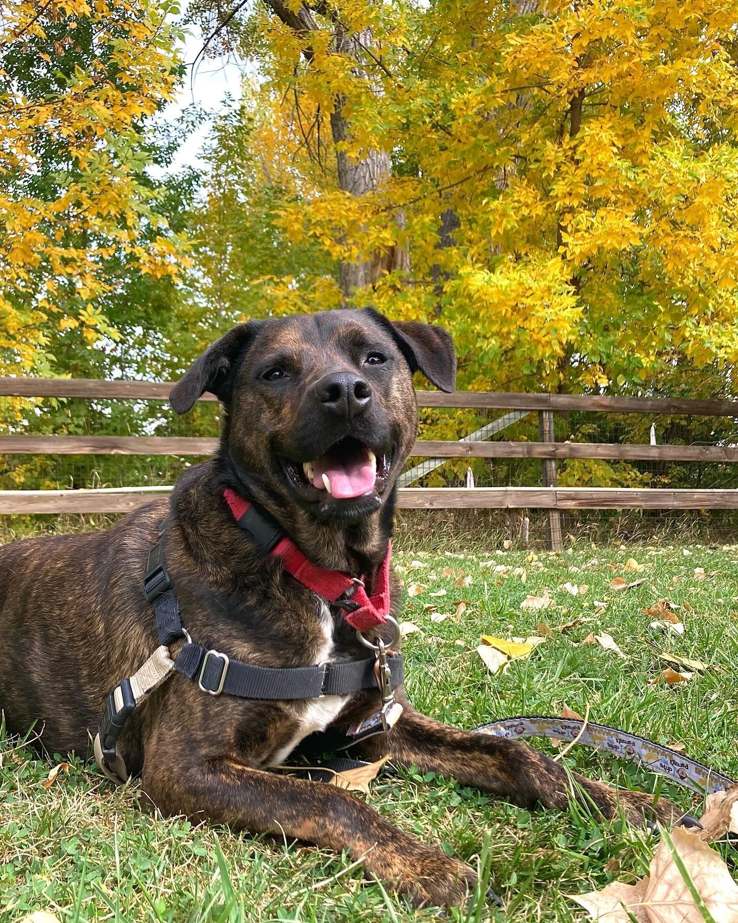 A dog is laying on the grass in front of a wooden fence