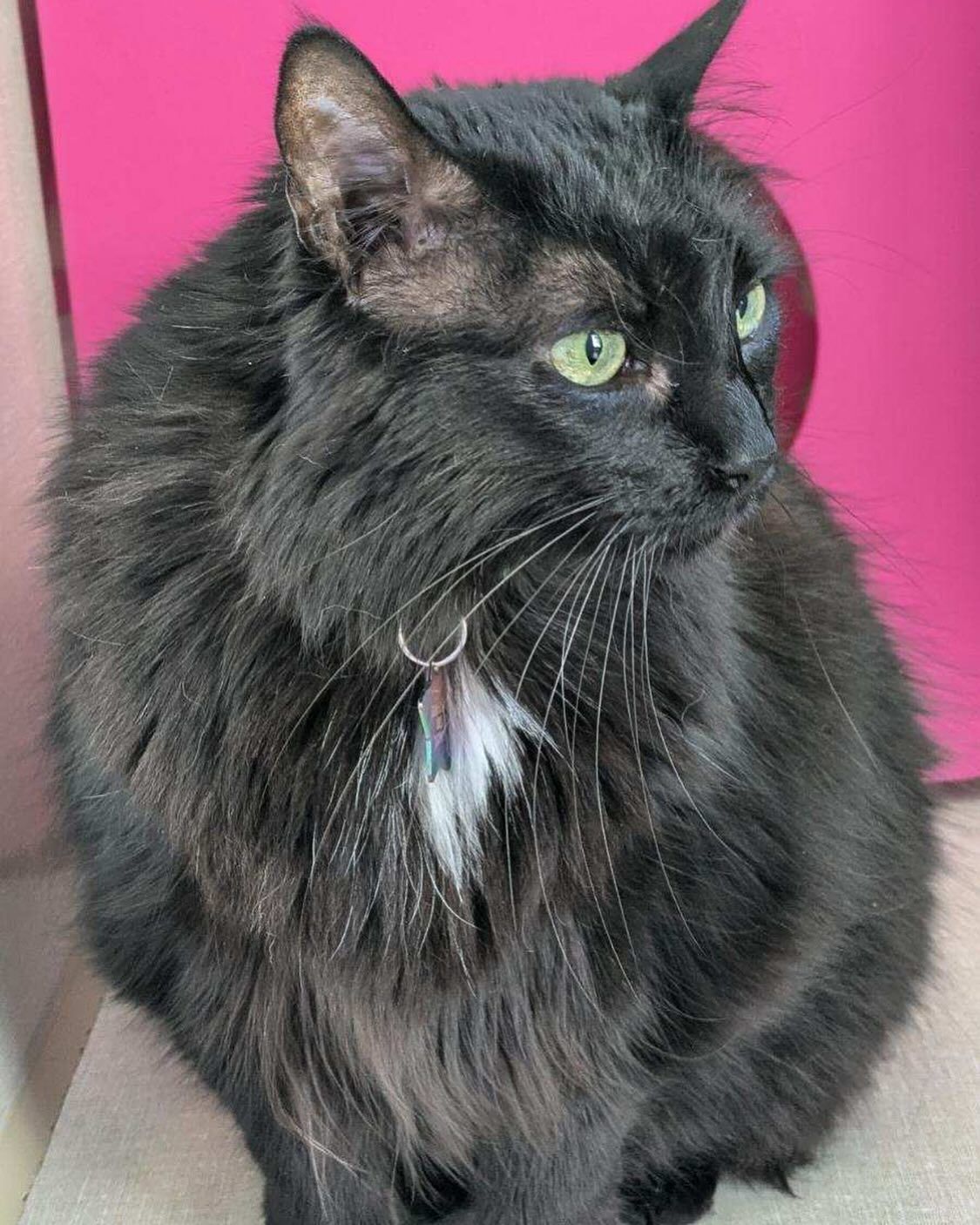 A black cat with green eyes is sitting in front of a pink wall