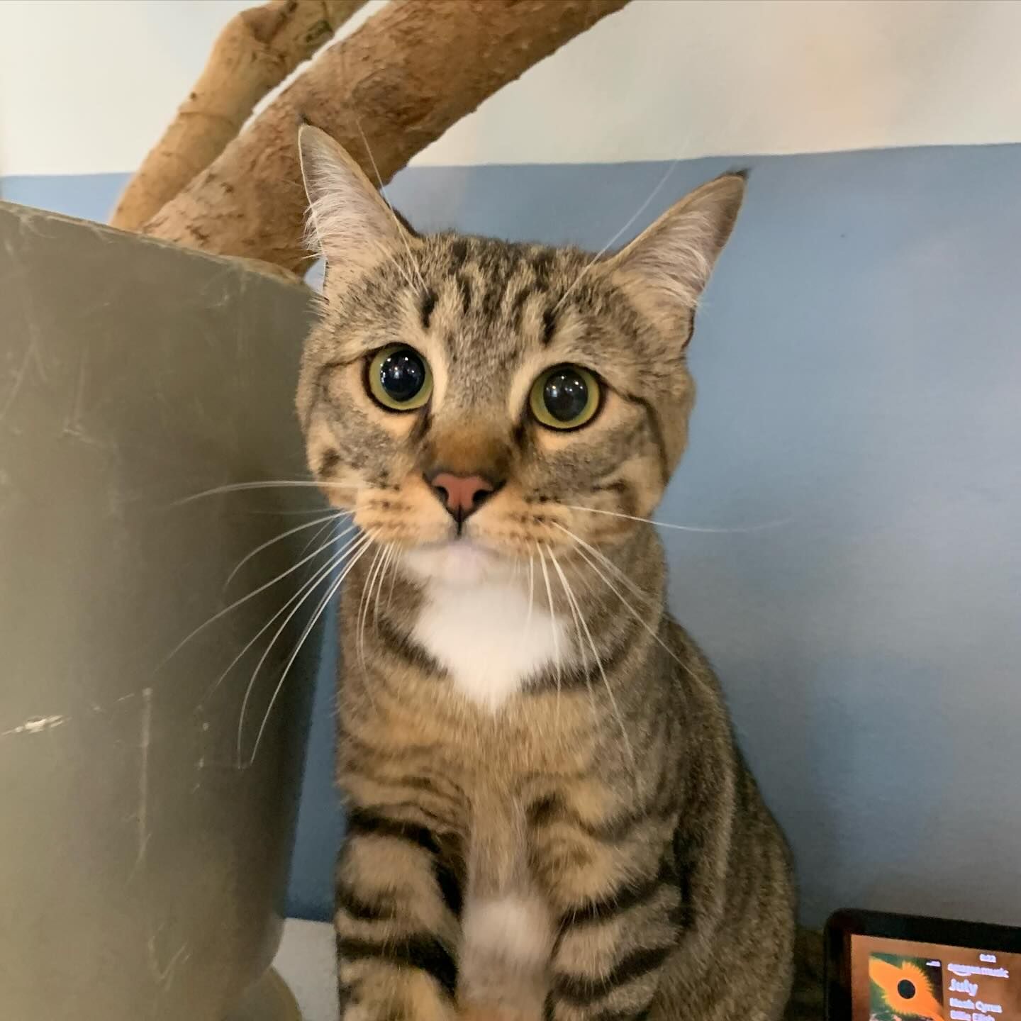 A cat is sitting next to a potted plant and looking at the camera
