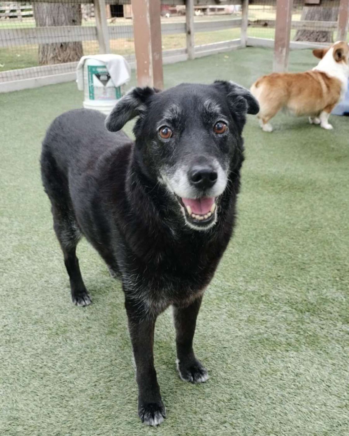 A black dog is standing on a grassy field