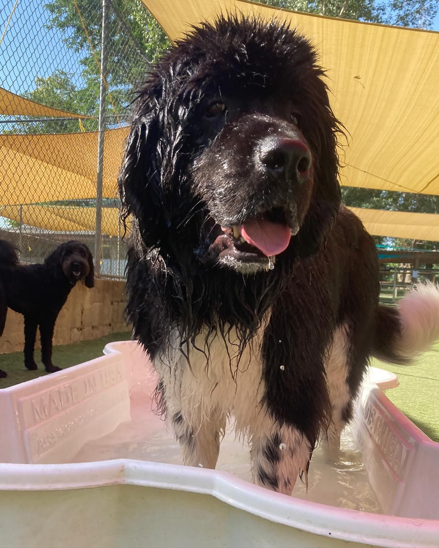A black and white dog is standing in a pool of water