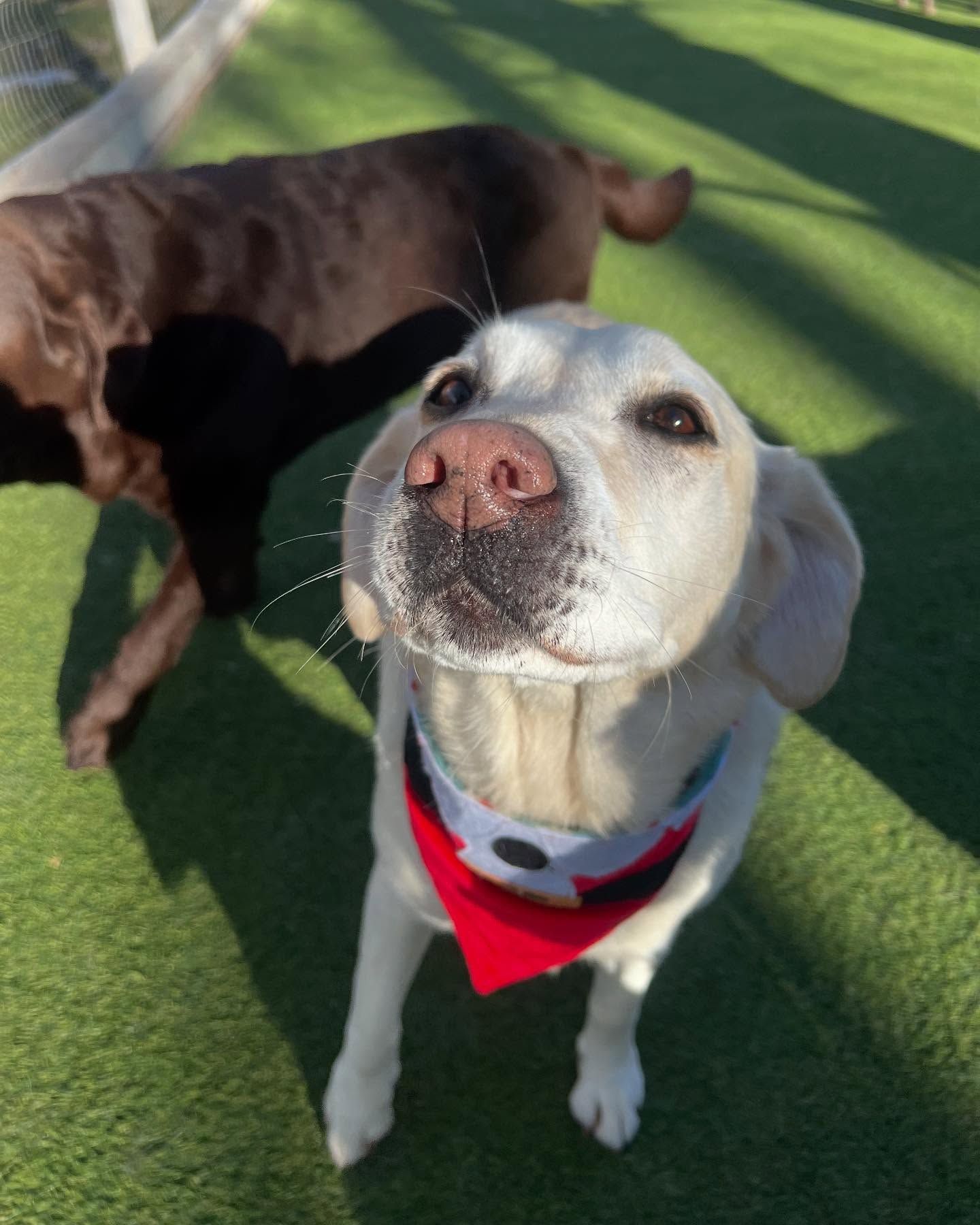 A dog wearing a red bandana looks up at the camera