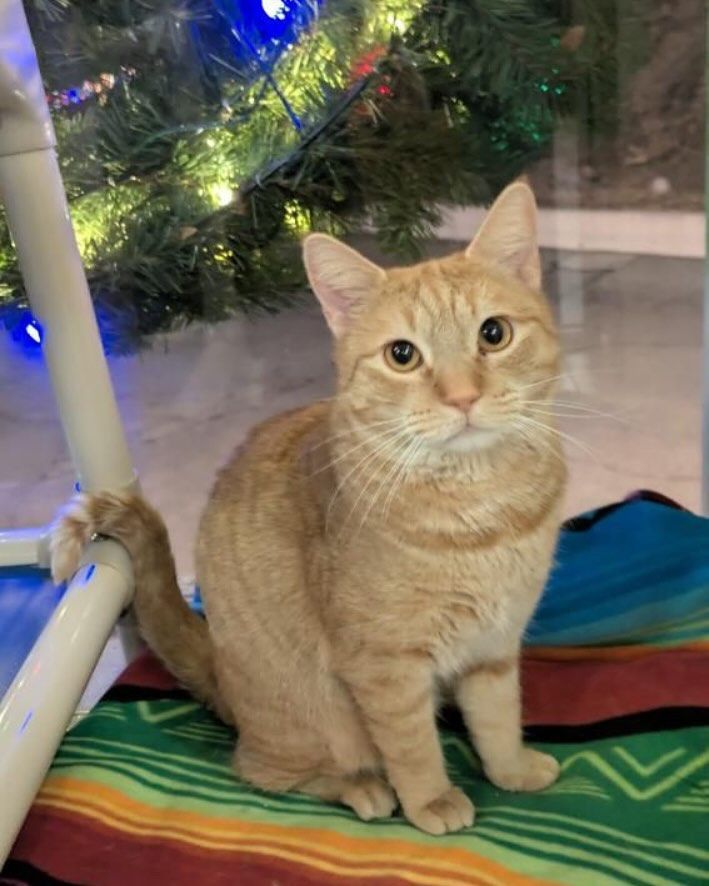 A cat is sitting on a blanket in front of a Christmas tree