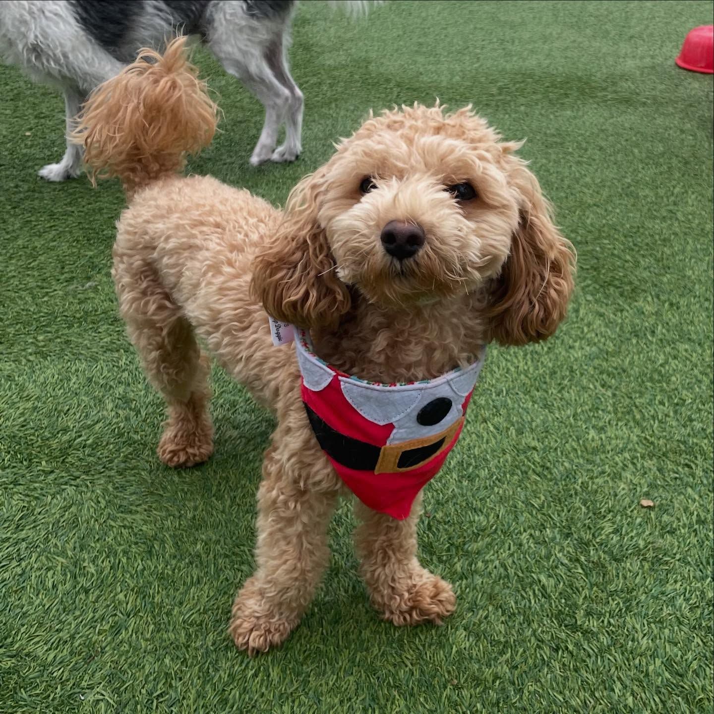 A small brown dog wearing a Santa bandana is standing on the grass
