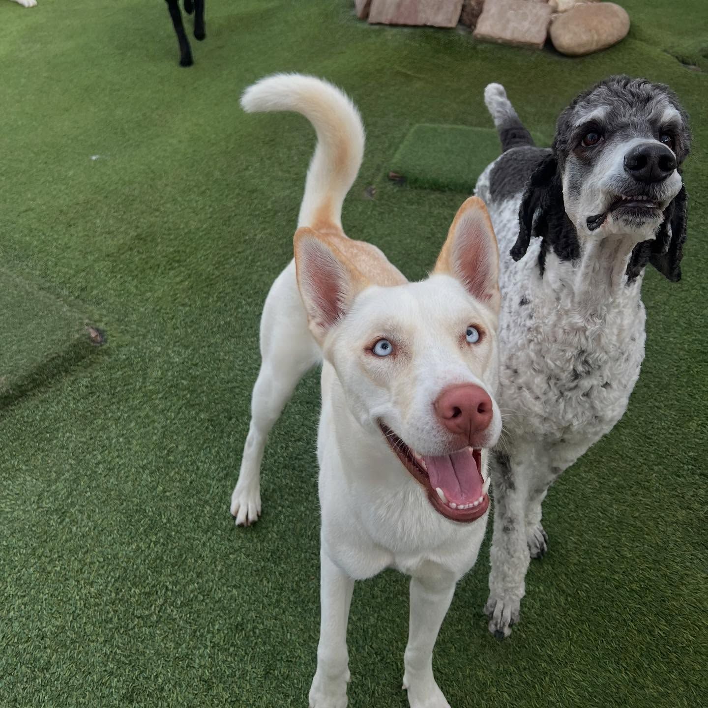 Two dogs are standing next to each other on the grass