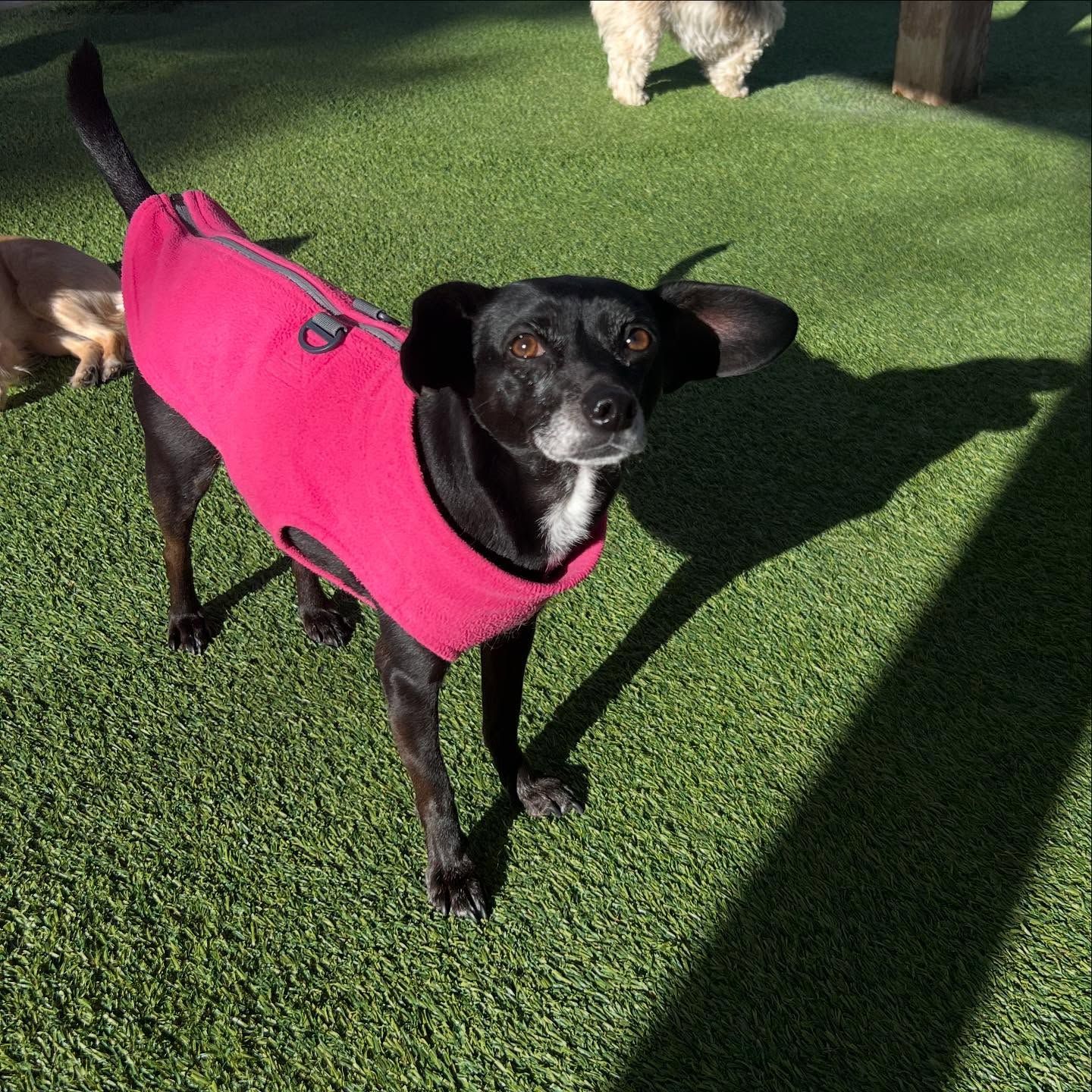 A black dog wearing a pink jacket