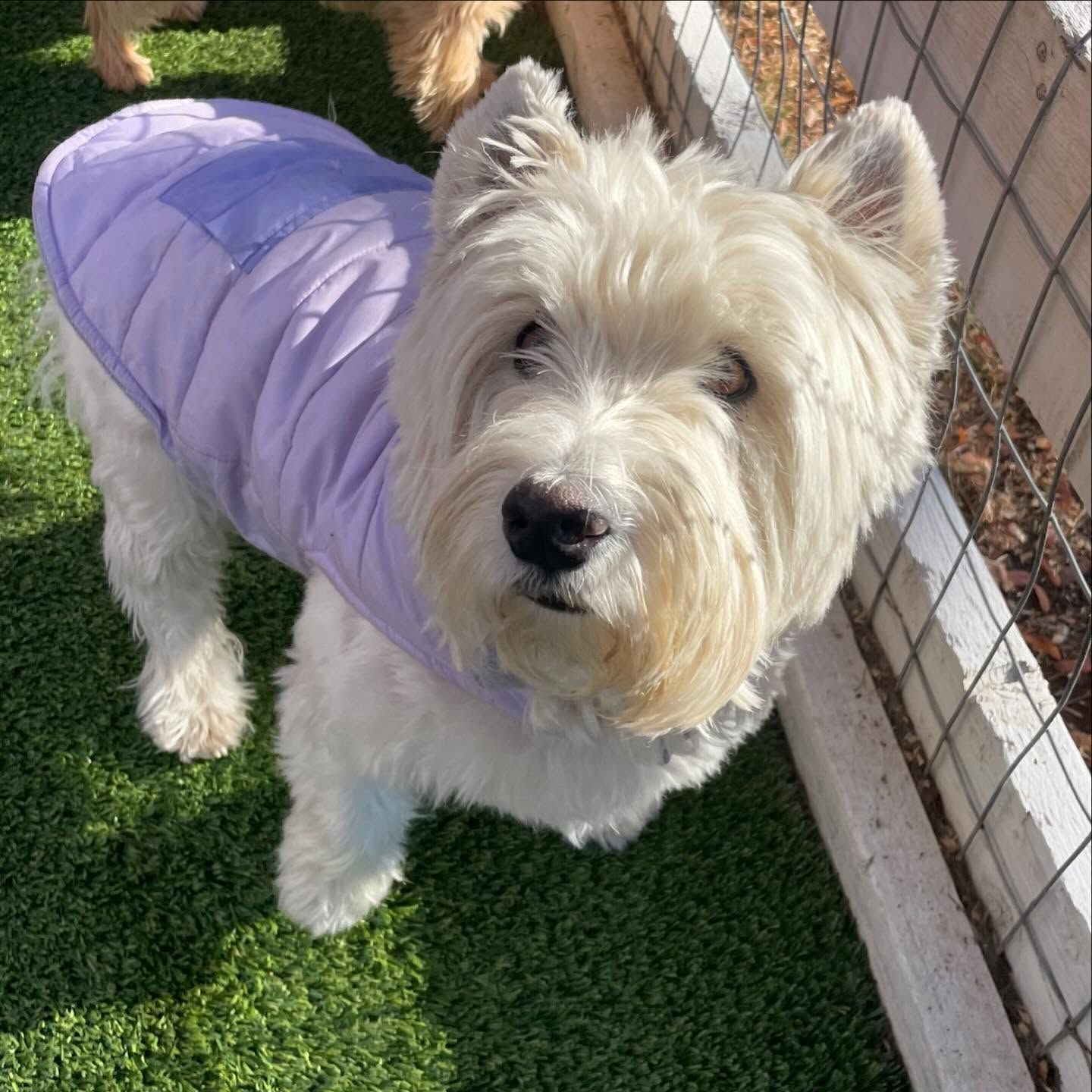 A small white dog wearing a purple jacket