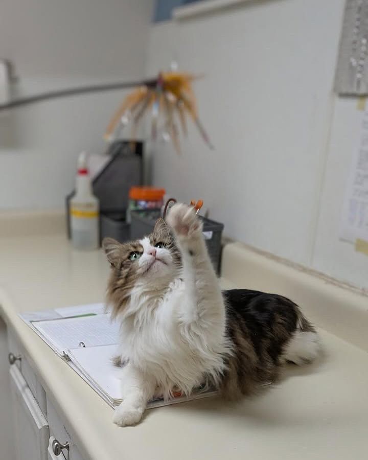 A cat is playing with a toy on a counter