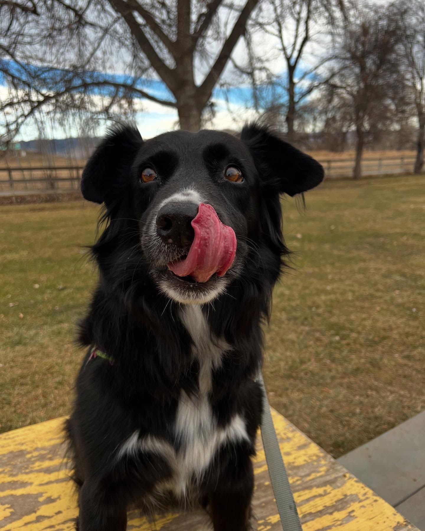 A black and white dog with its tongue out licking its nose