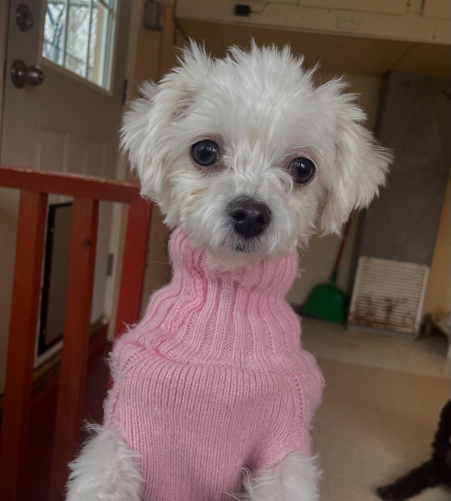 A small white dog wearing a pink sweater