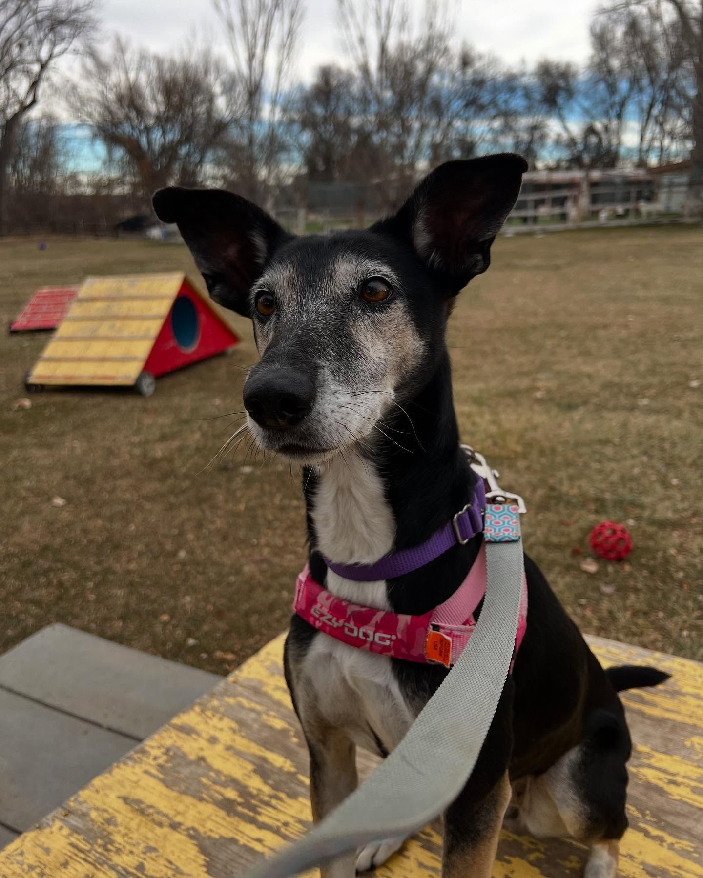 A black and white dog wearing a pink harness is sitting on a yellow table