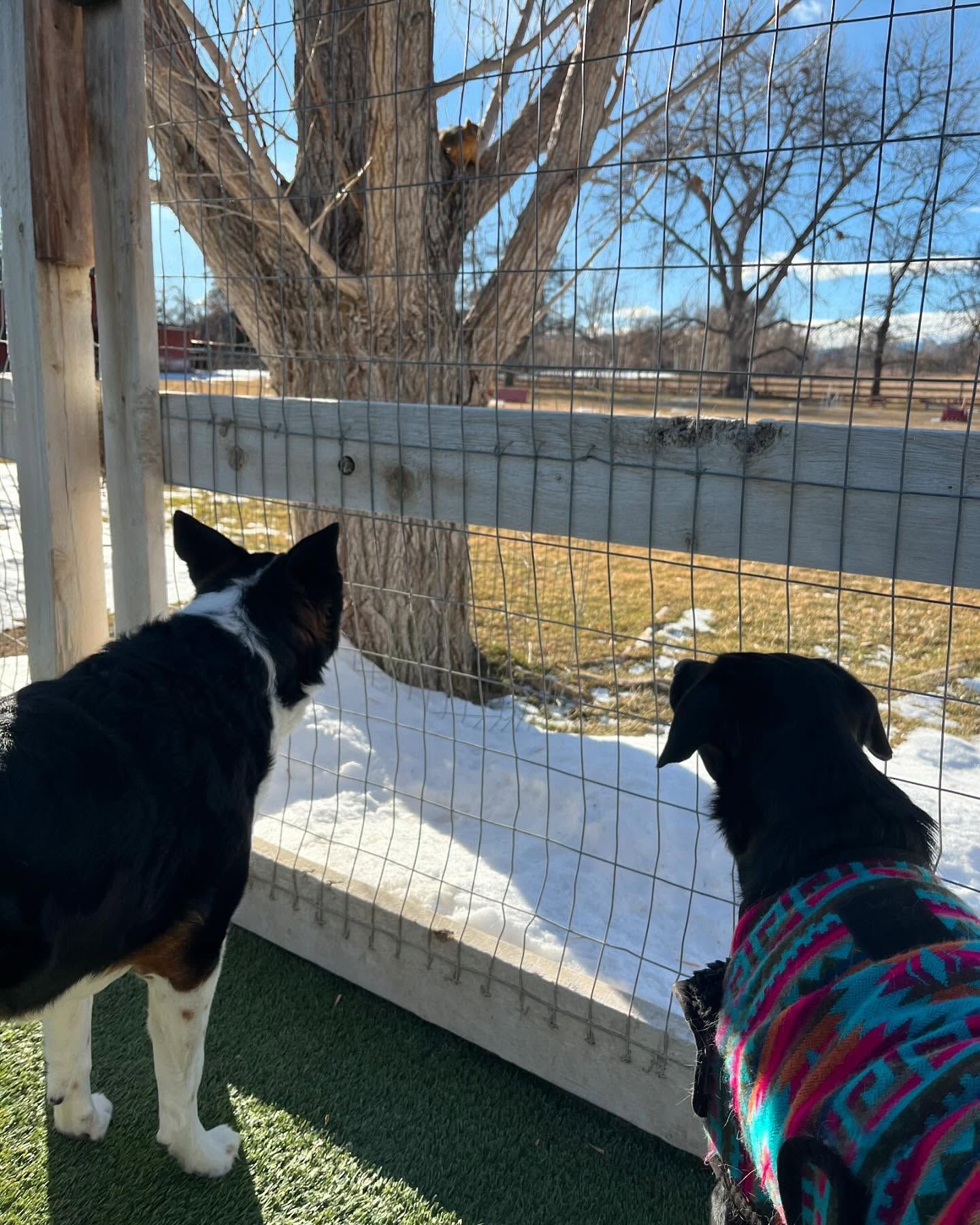 Two dogs are looking out of a fence at a tree in the snow