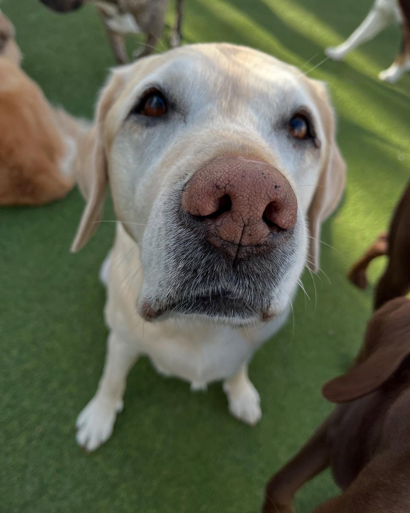 A close up of a dog looking up at the camera