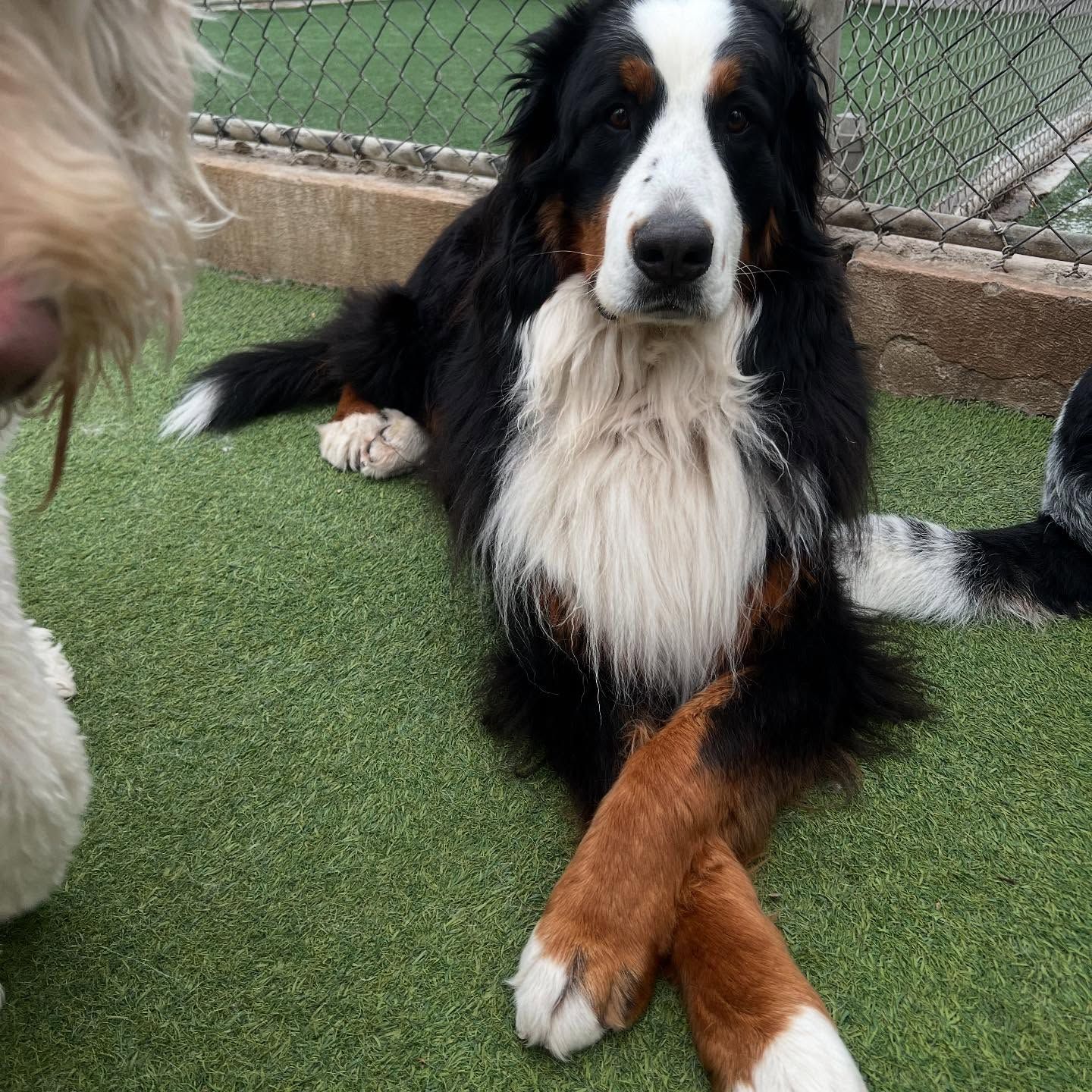 A dog laying on the grass with its legs crossed